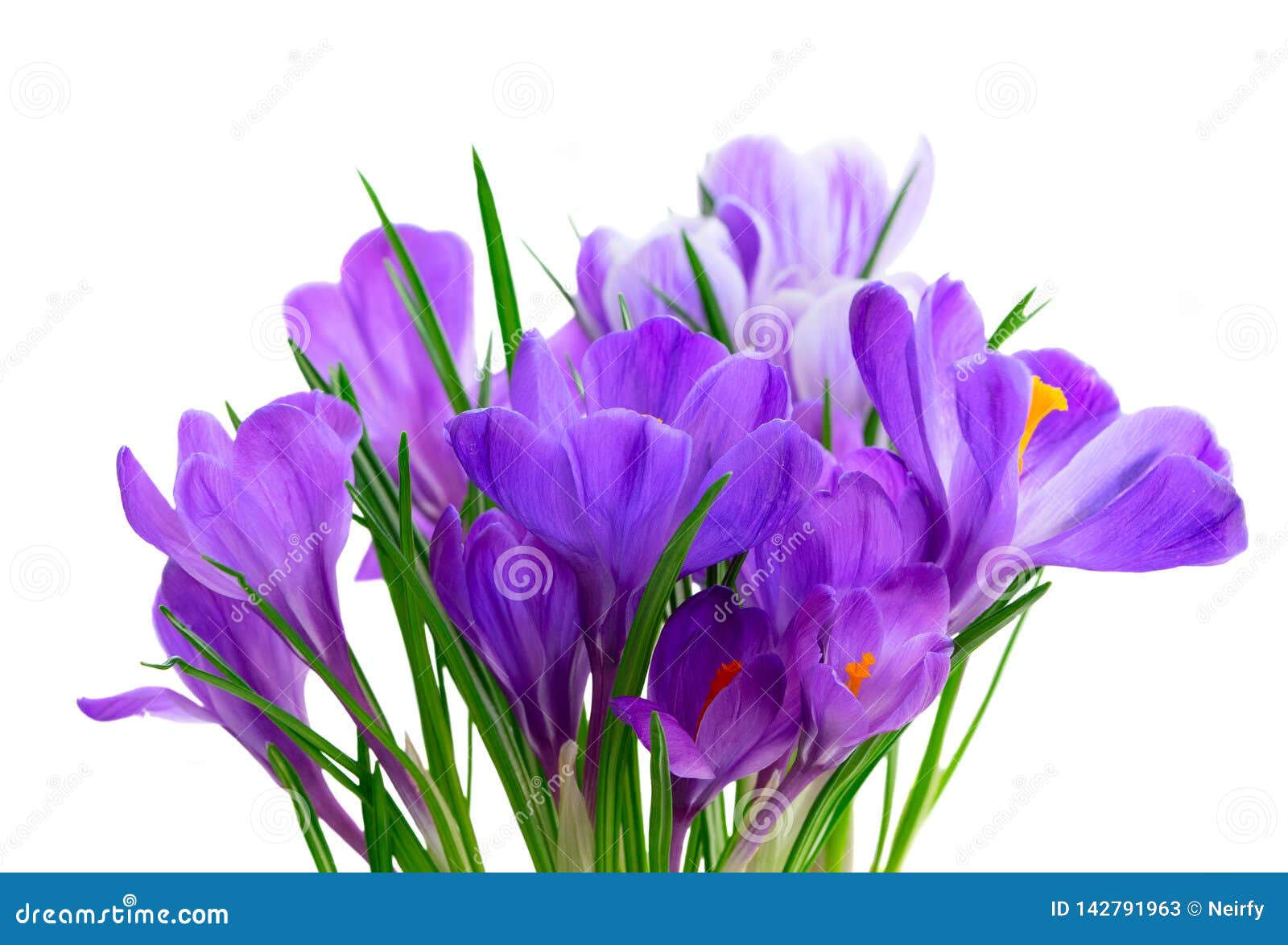 Blue crocuses flowers stock image. Image of blossom - 142791963