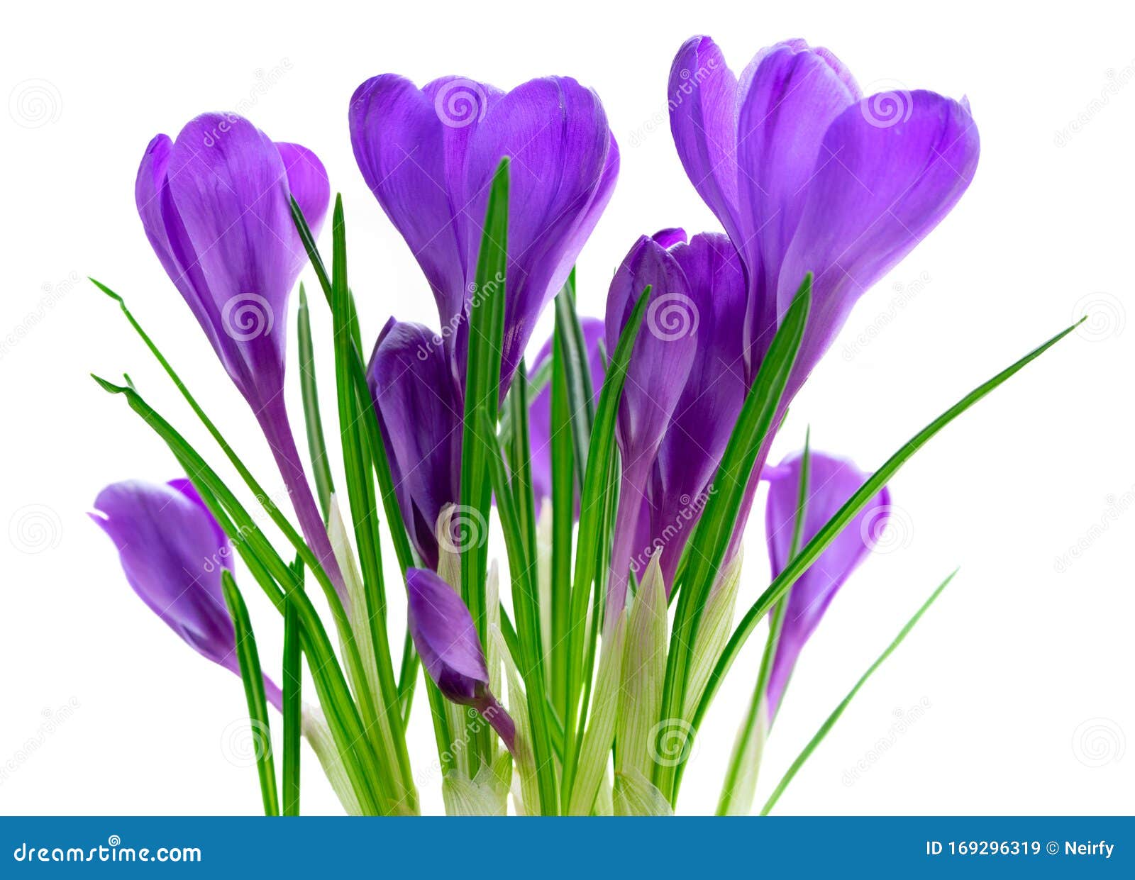 Blue crocuses flowers stock image. Image of flower, purple - 169296319