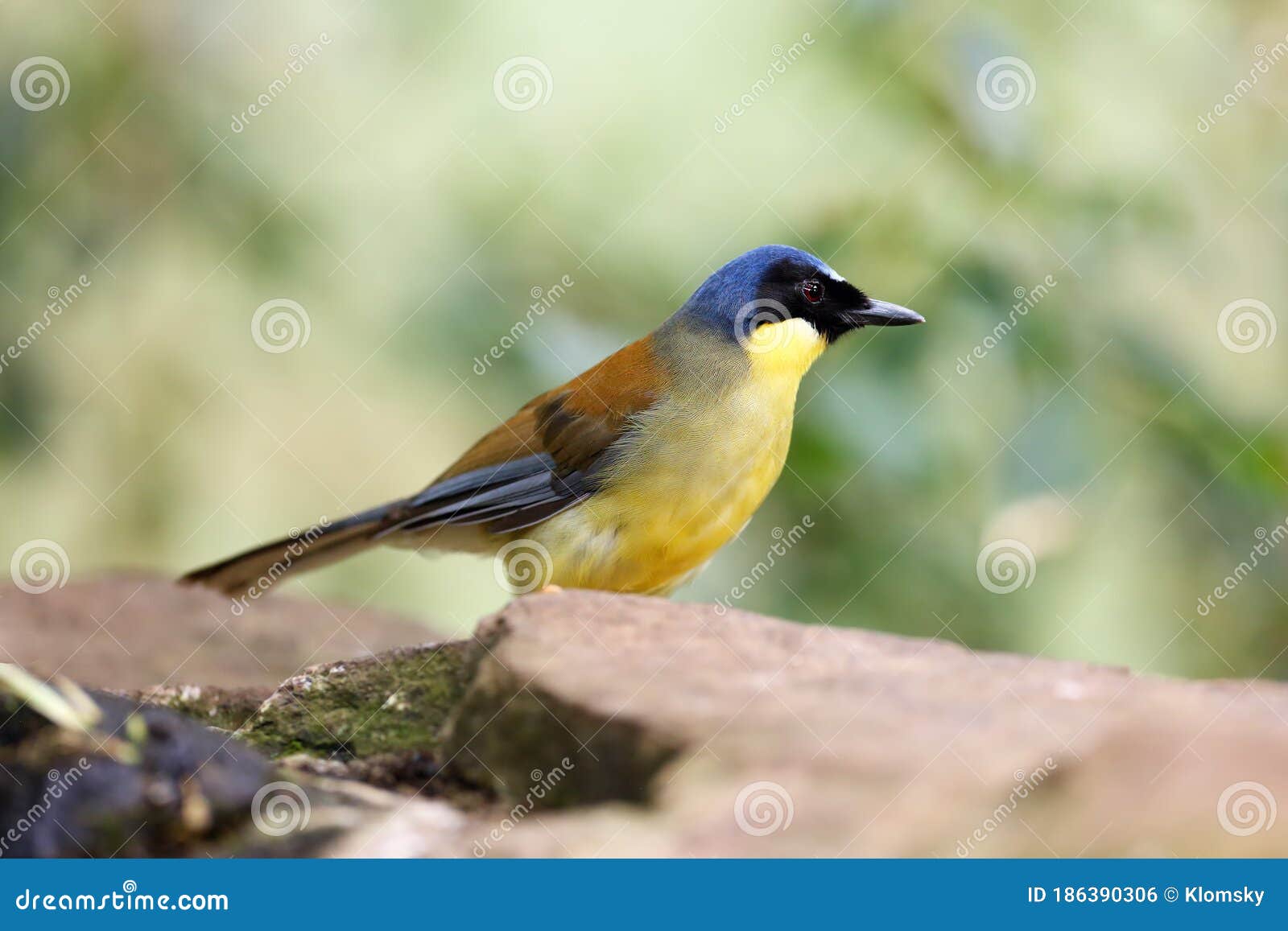 the blue-crowned laughingthrush or courtois`s laughingbird garrulax courtoisi sitting on the stone