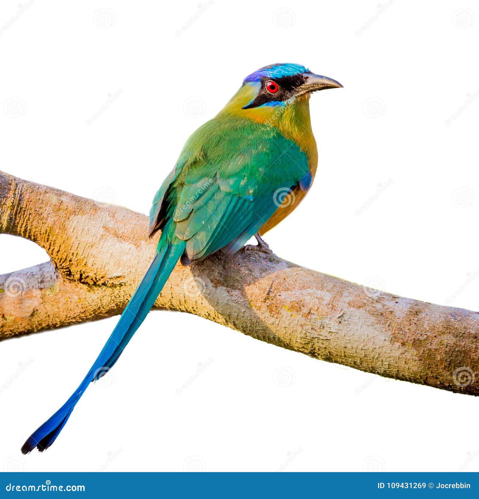 blue crowned motmot with white  background