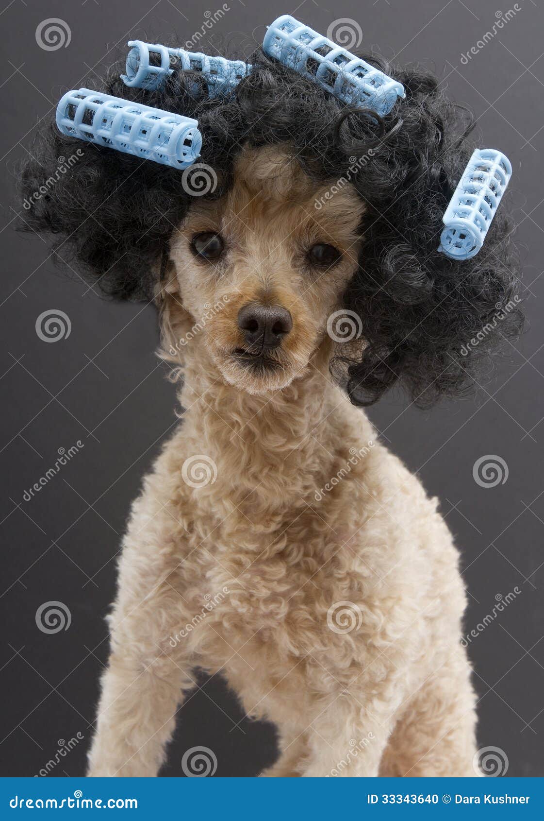 Blue Curlers And Big Hair On Little Poodle Stock Photo 