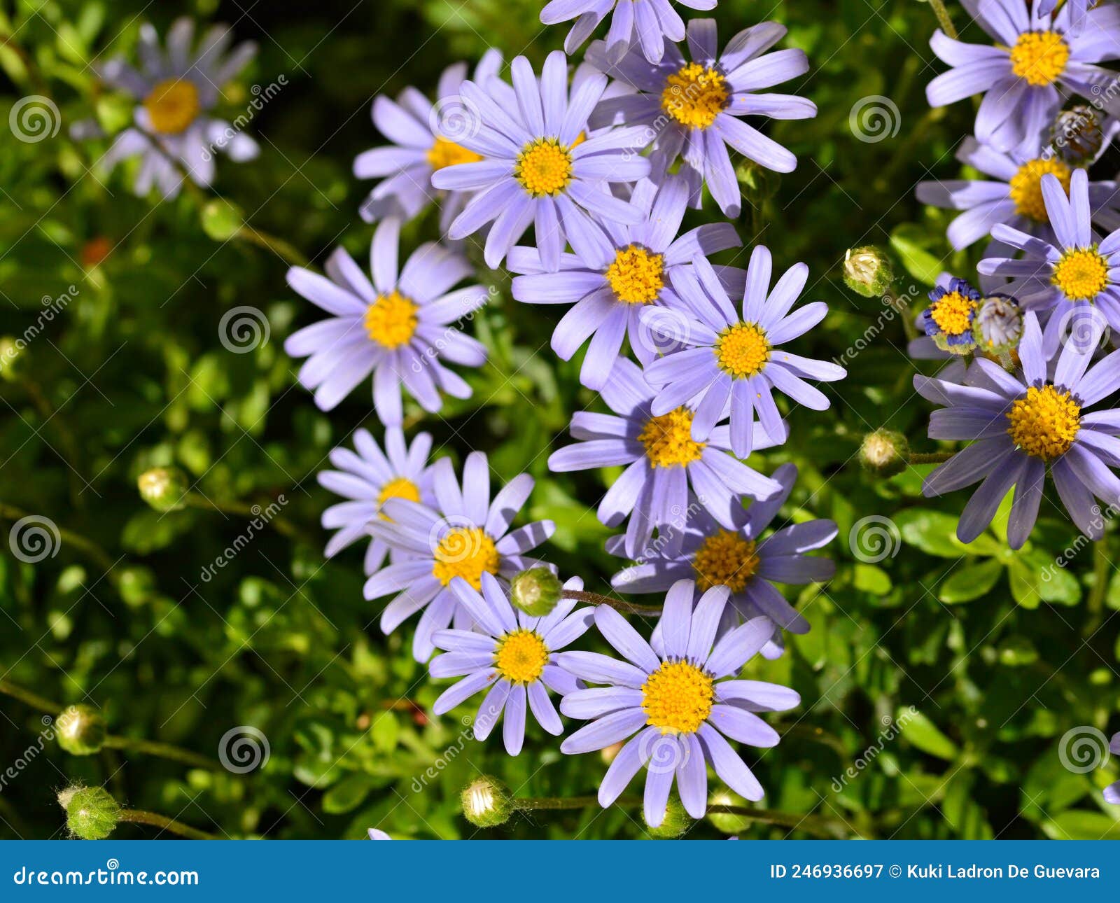 blue daisies, felicia amelloides, in spring