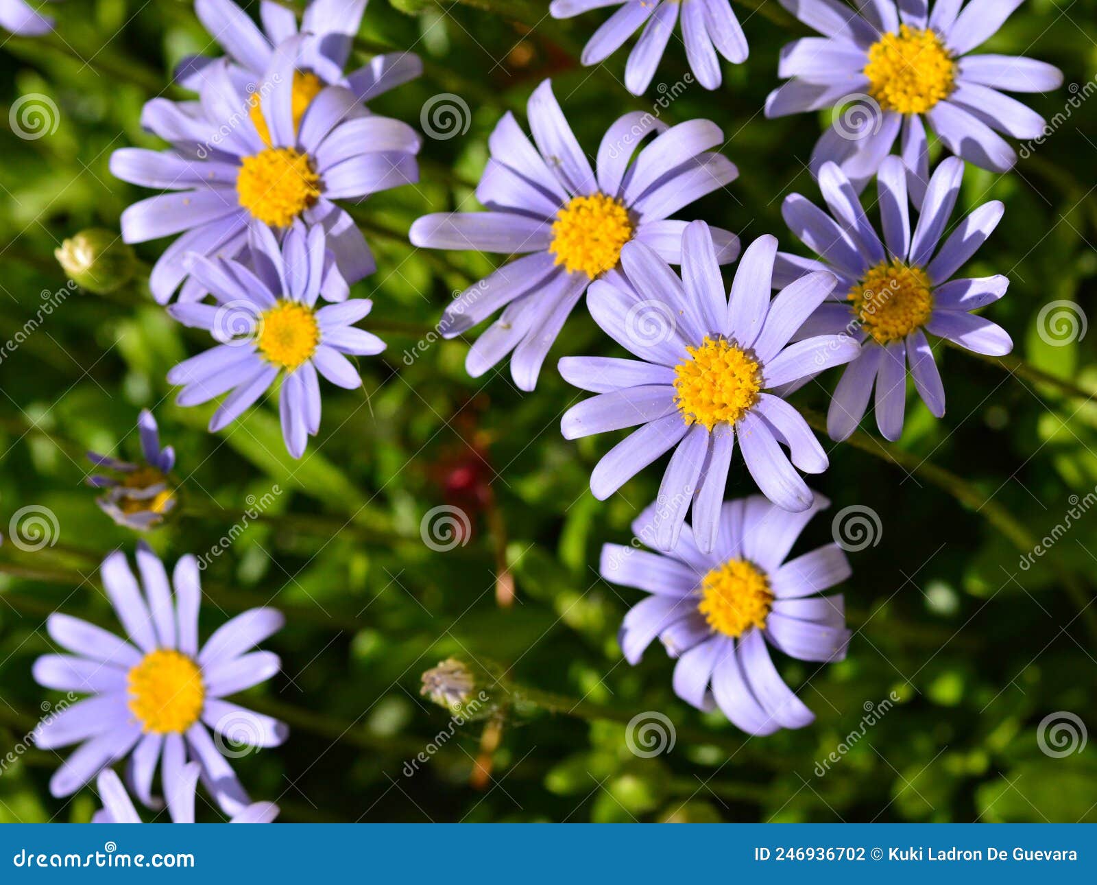 blue daisies, felicia amelloides, in spring