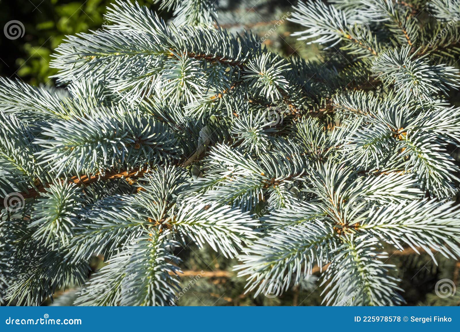 blue decorative spruce