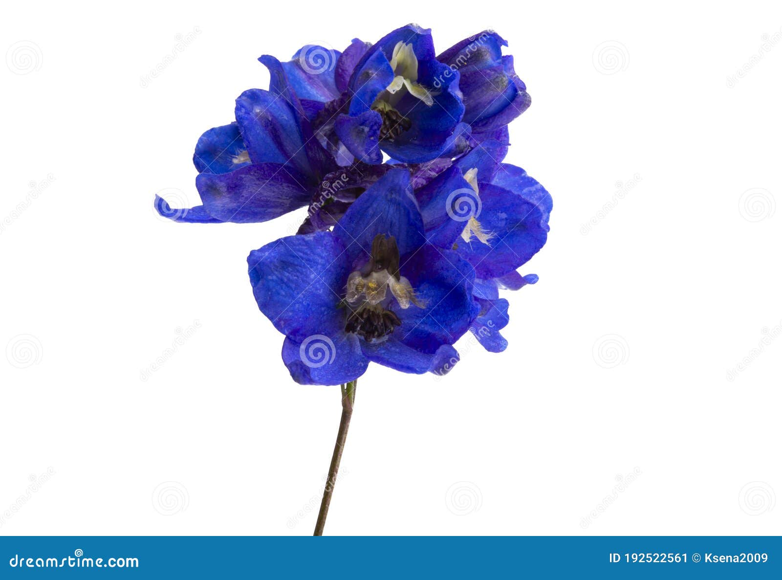 Blue delphinium isolated stock image. Image of spring - 192522561
