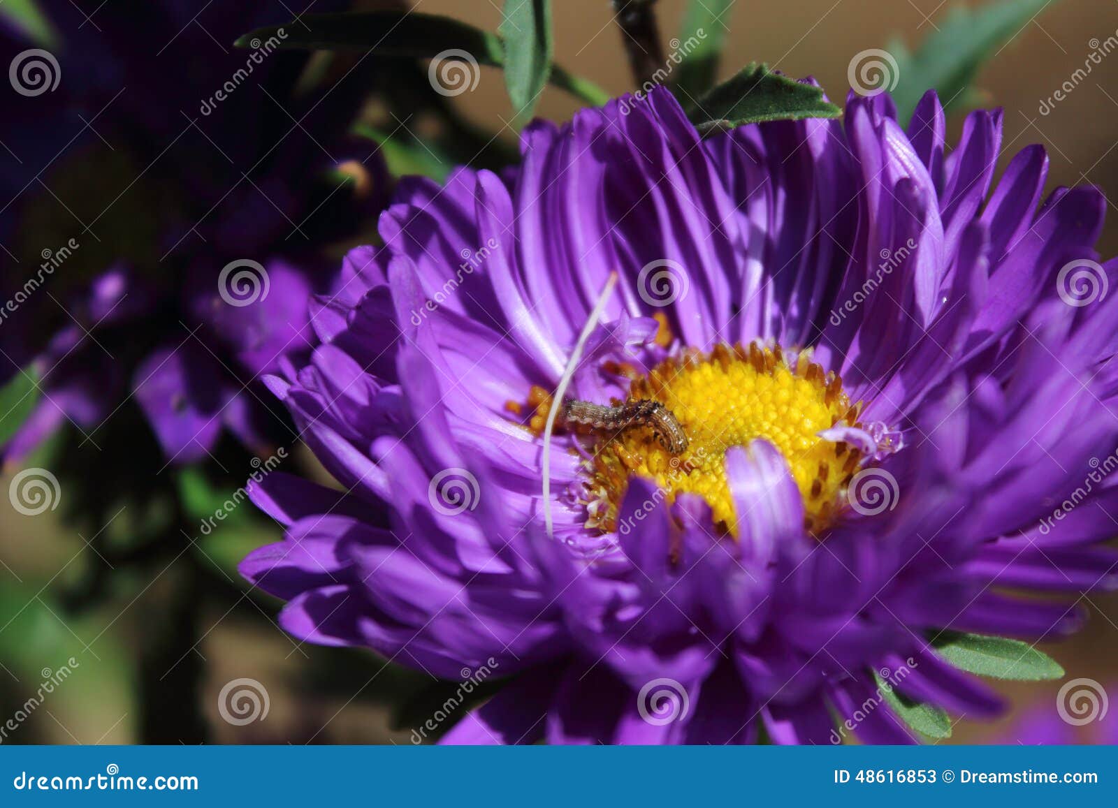 Blue Desire!! stock image. Image of blue, passion, flower 48616853