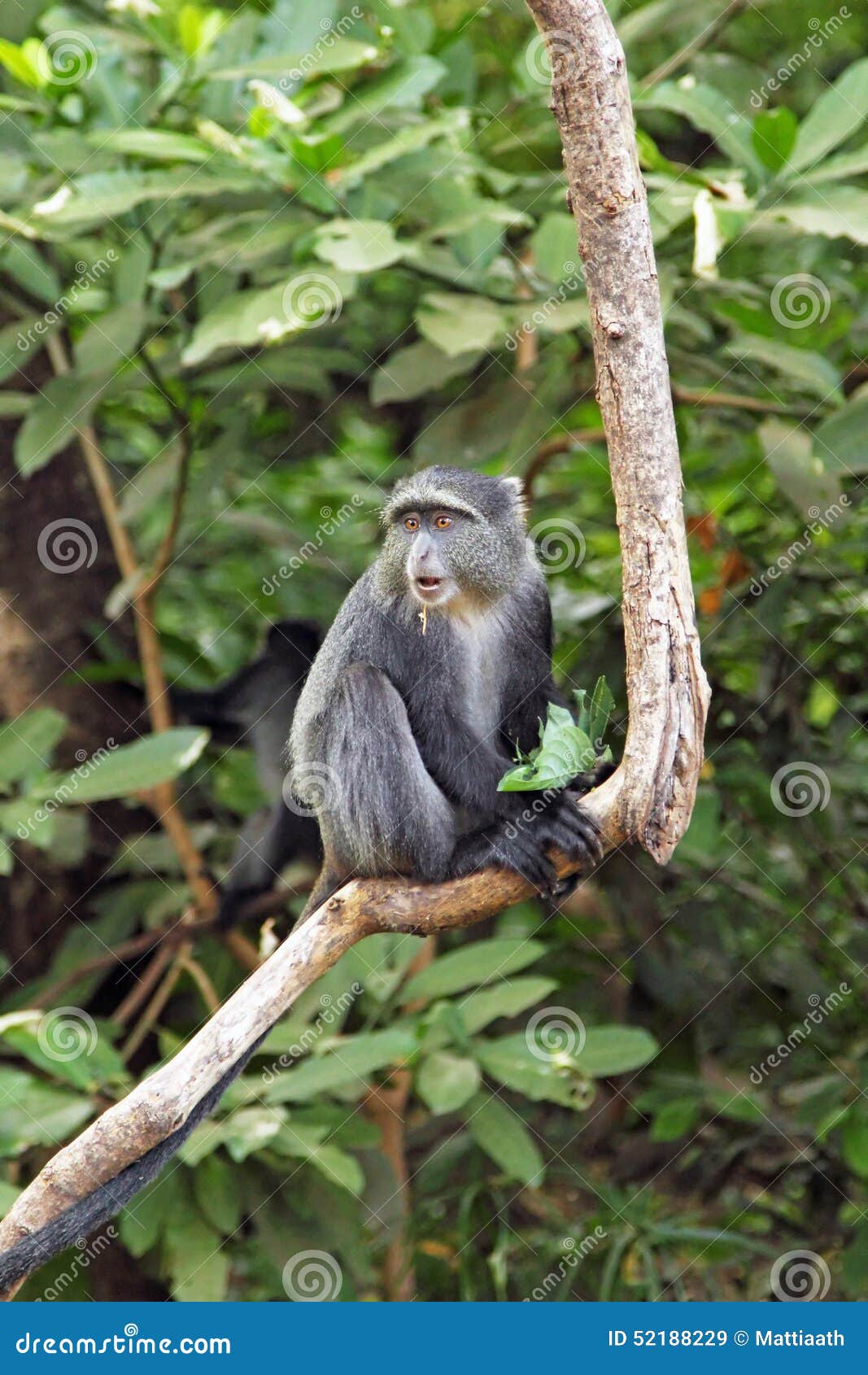 A Blue Diademed Monkey on a Branch in Lake Manyara Stock Image - Image of  mitis, animal: 52188229