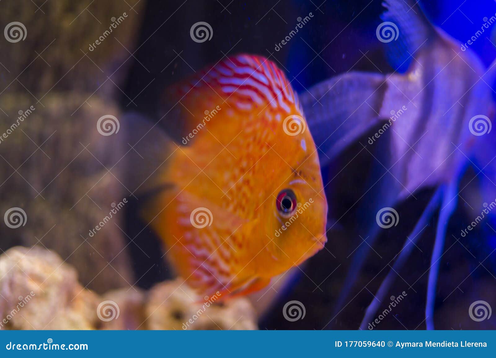 coral discus fish in the aquarium