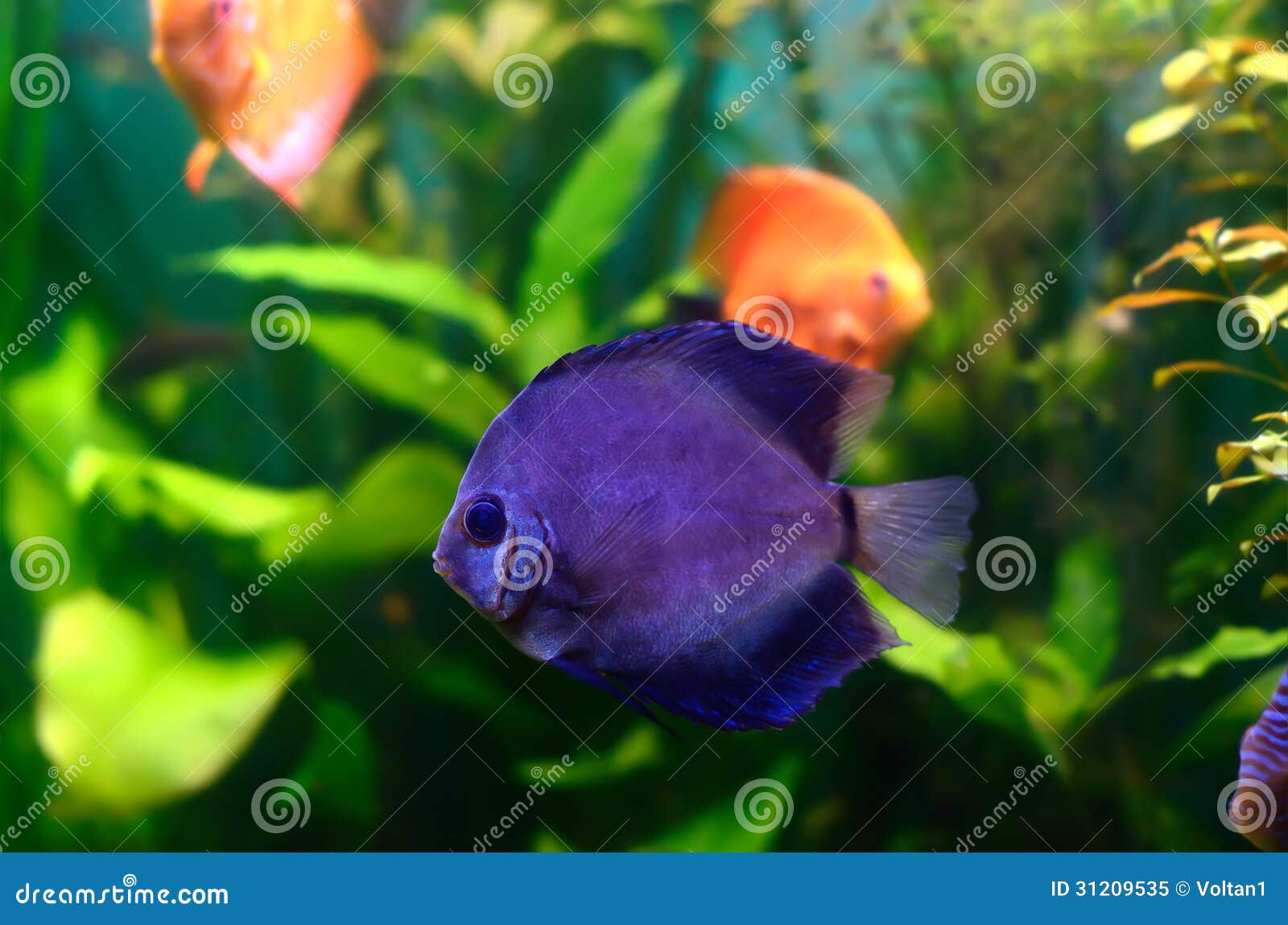 Blue discus fish stock image. Image of aquatic, scale 31209535