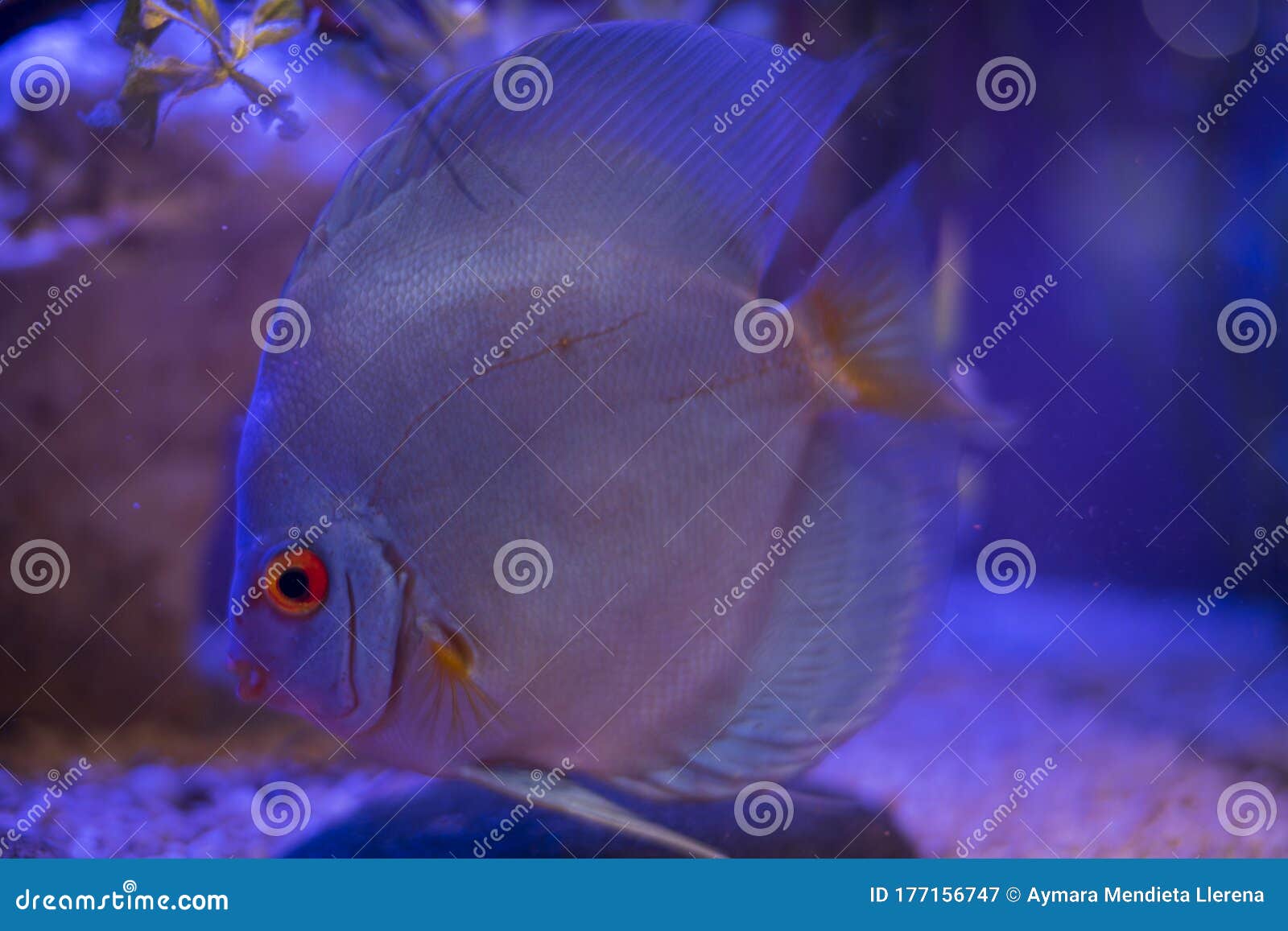 blue discus swims in the aquarium