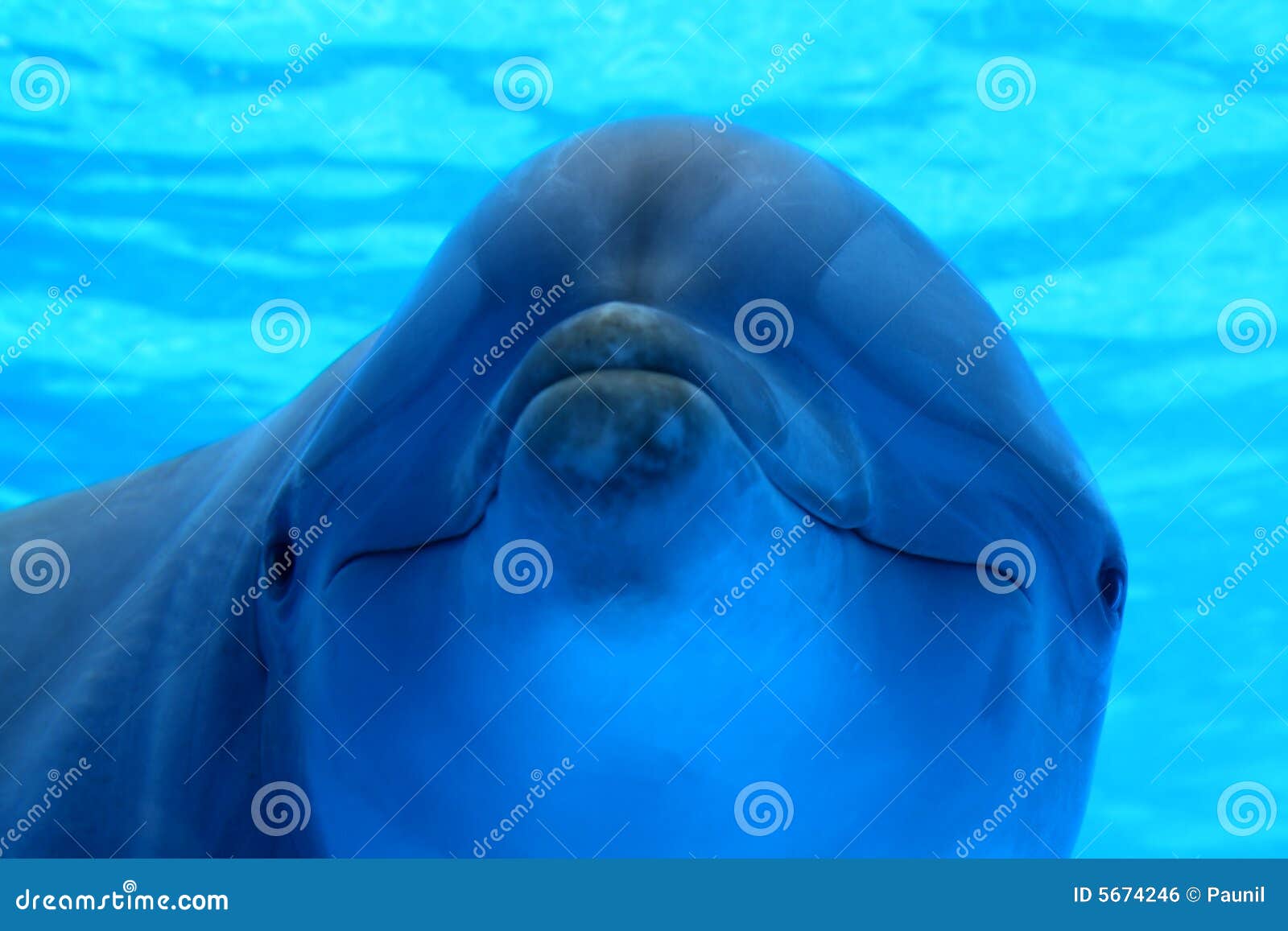 asahi black shemale from Toby blue dolphin gay sign