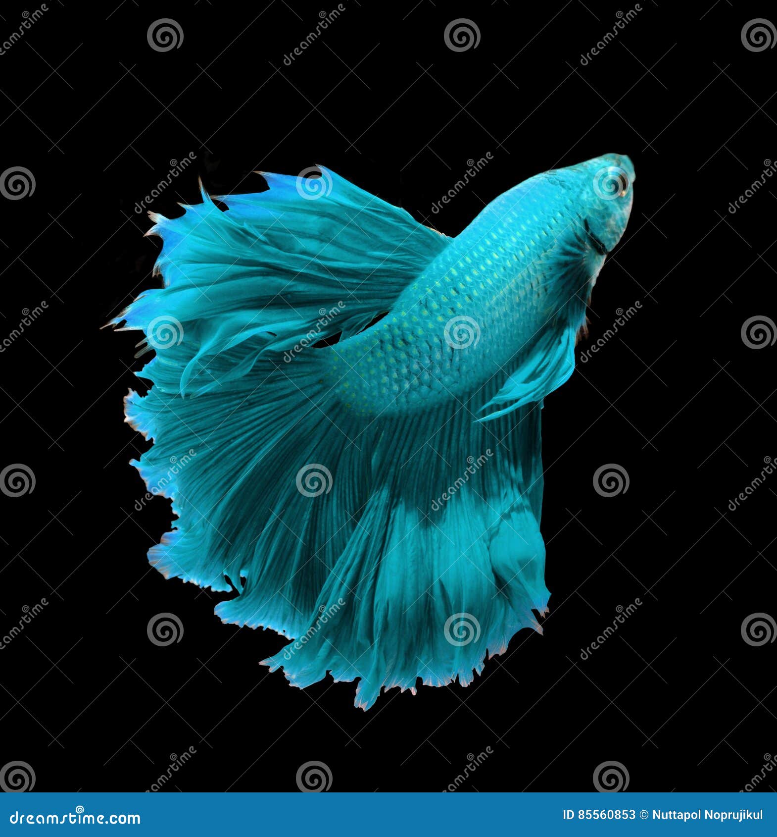 Blue Dragon Siamese Fighting Fish, Betta Fish Isolated on Black Stock