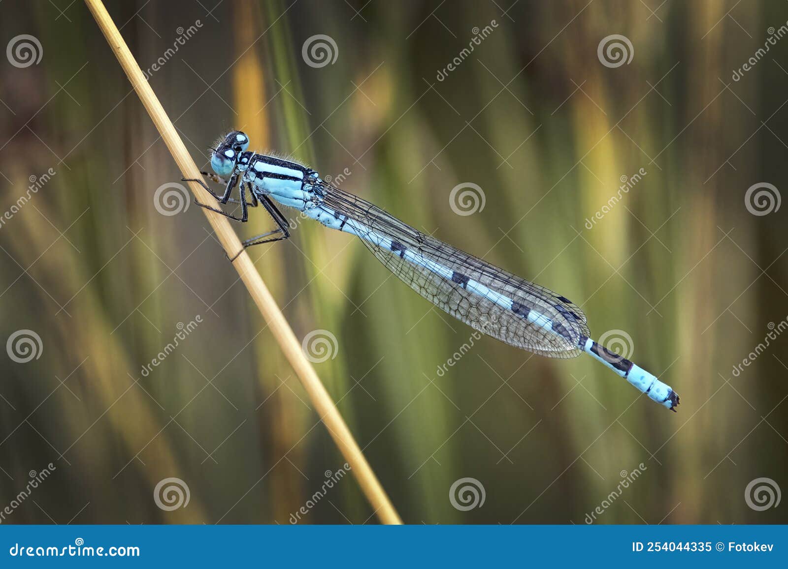 Blue Dragonfly in August after the Rain Stock Image Image of light