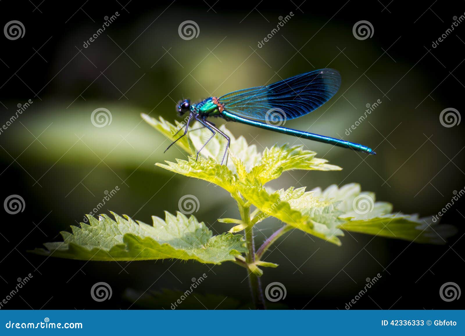 blue dragonfly