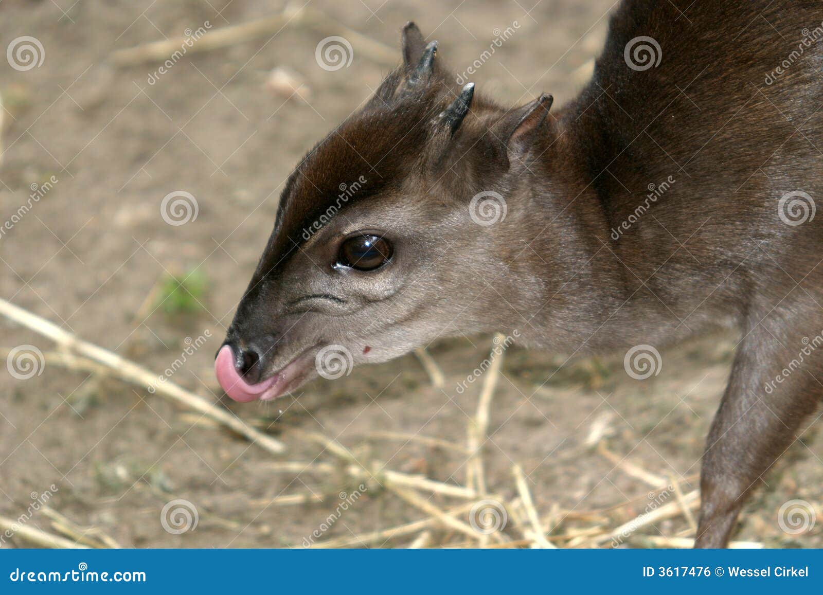 blue duiker is licking his nose