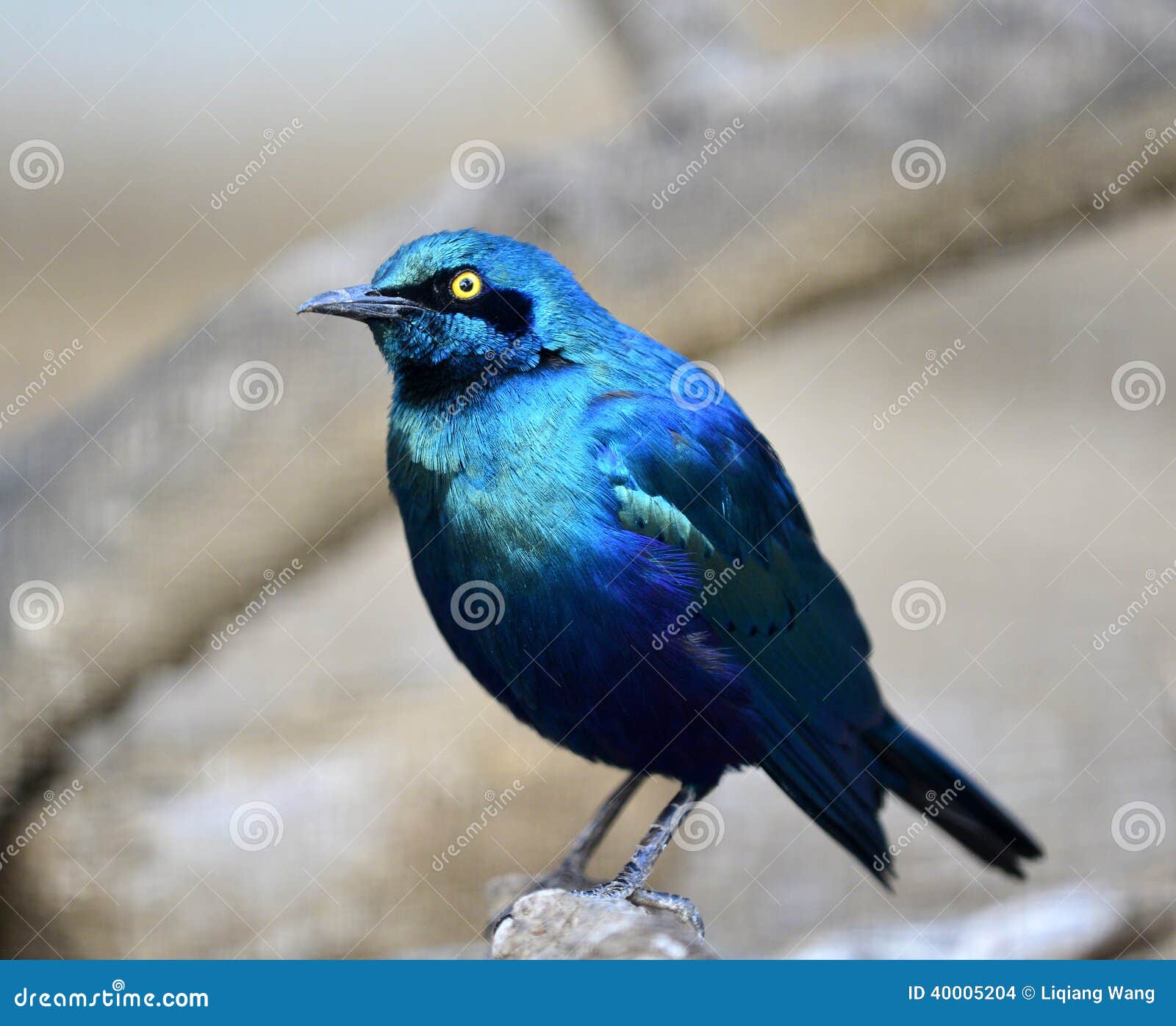 My Image 10
