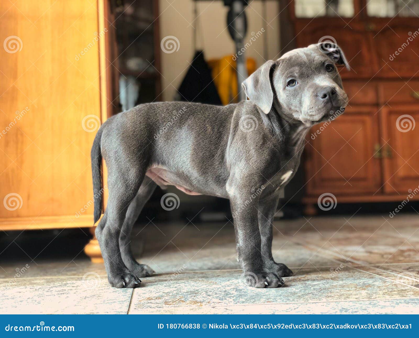 Blue Staffordshire Bull Terrier Blue English Staffordshire Bull Terrier Puppy Posing Indoors during Lockdown Stock Photo - Image of closeup, domestic: 180766838