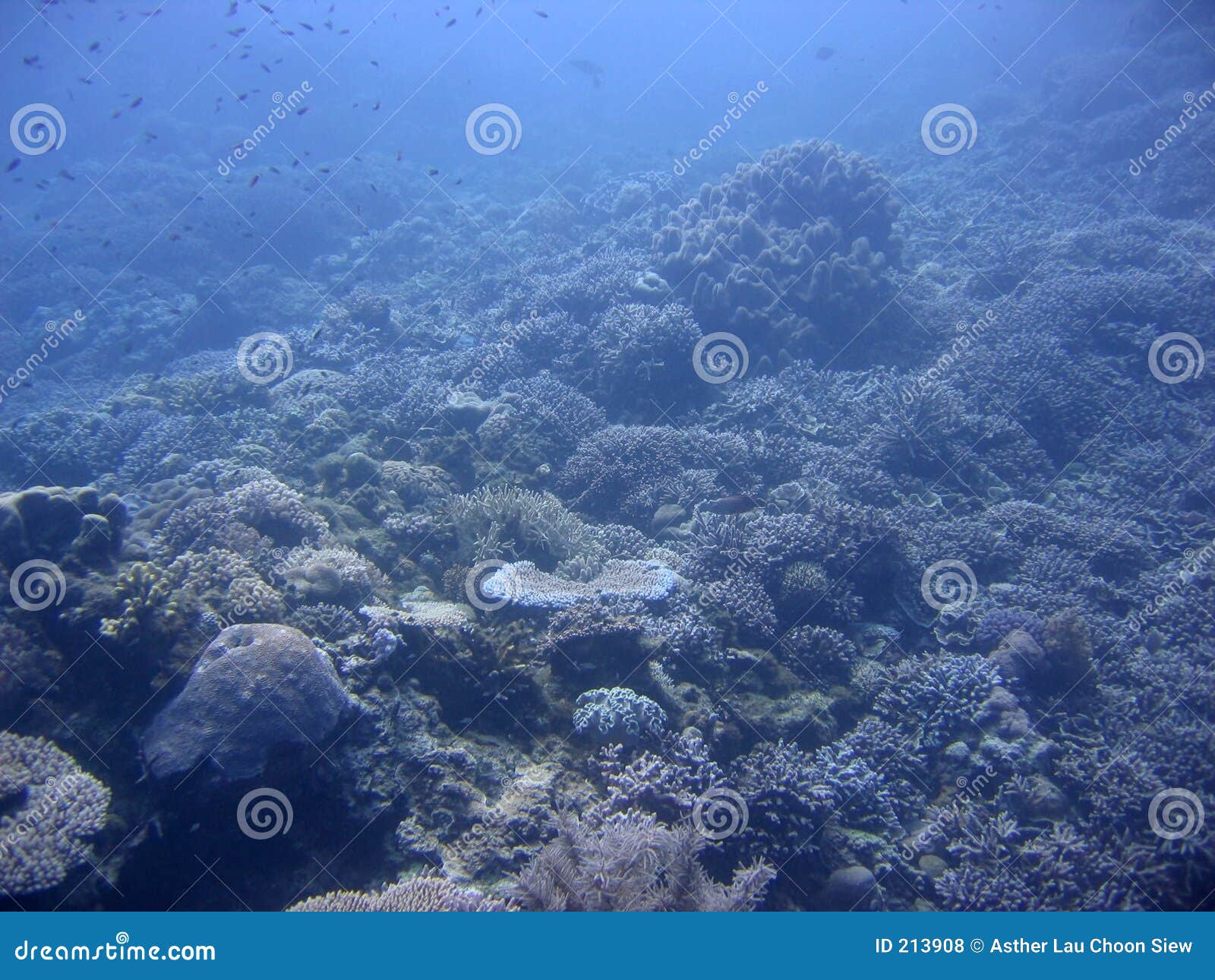 blue environment