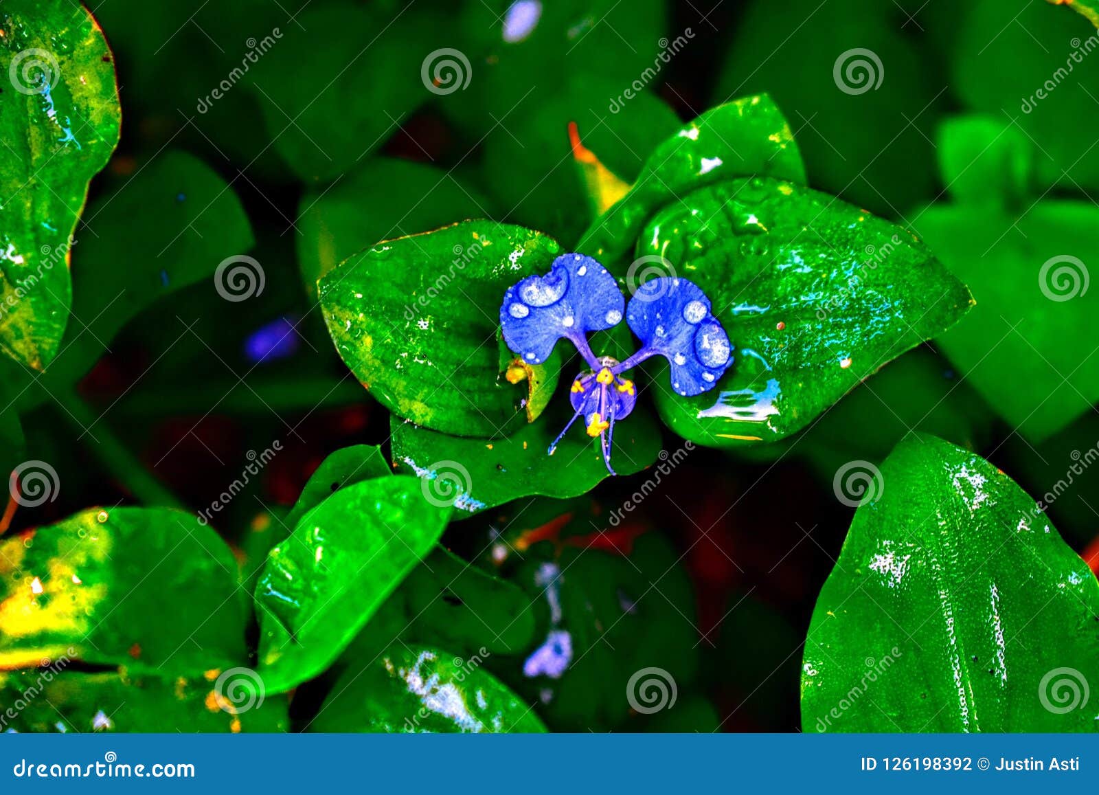 A Rare Flower with Dew Drops Stock Photo Image of exotic, flower