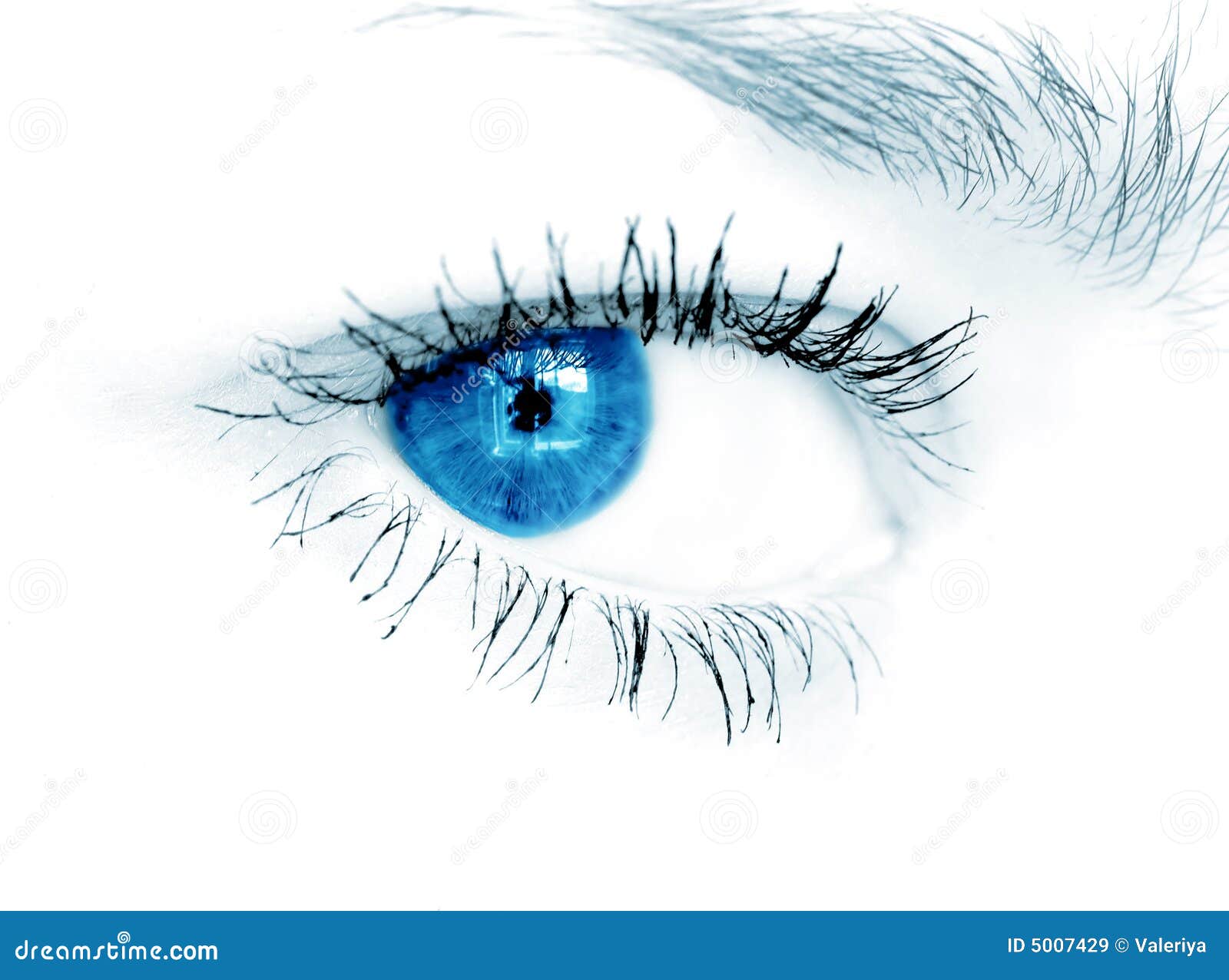 Blue Eye On White Background Stock Image Image of look, blue 5007429