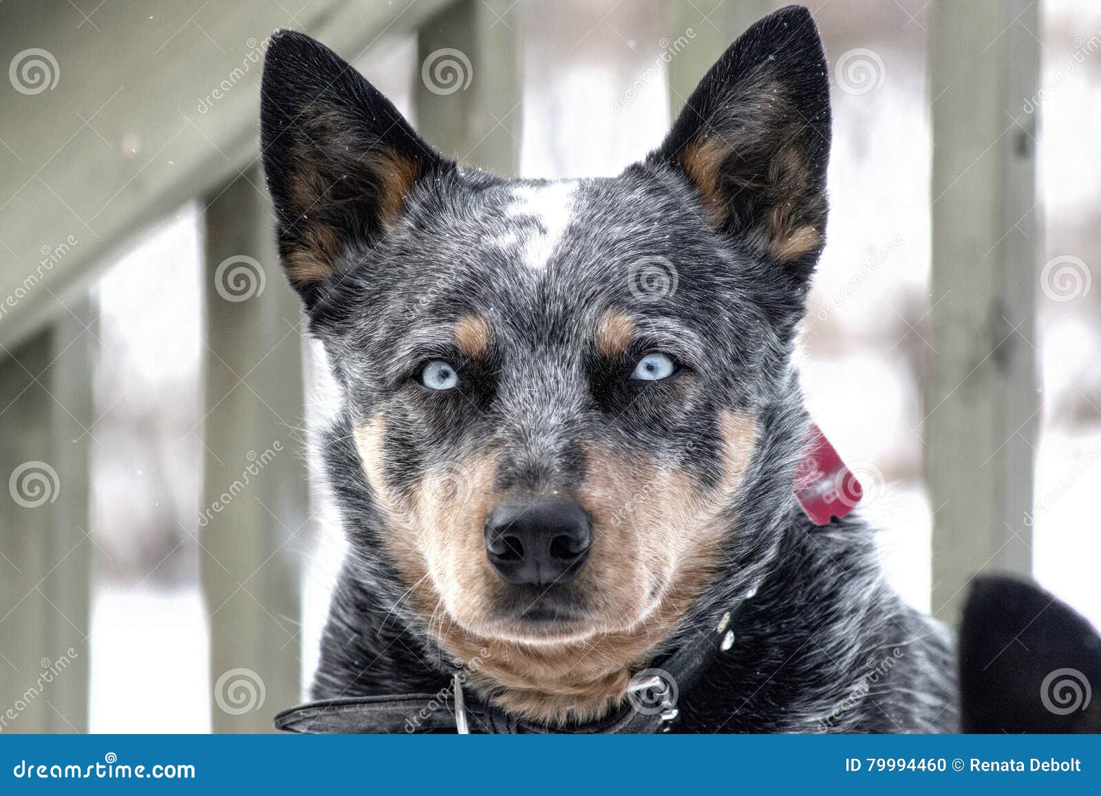 blue eyed blue heeler