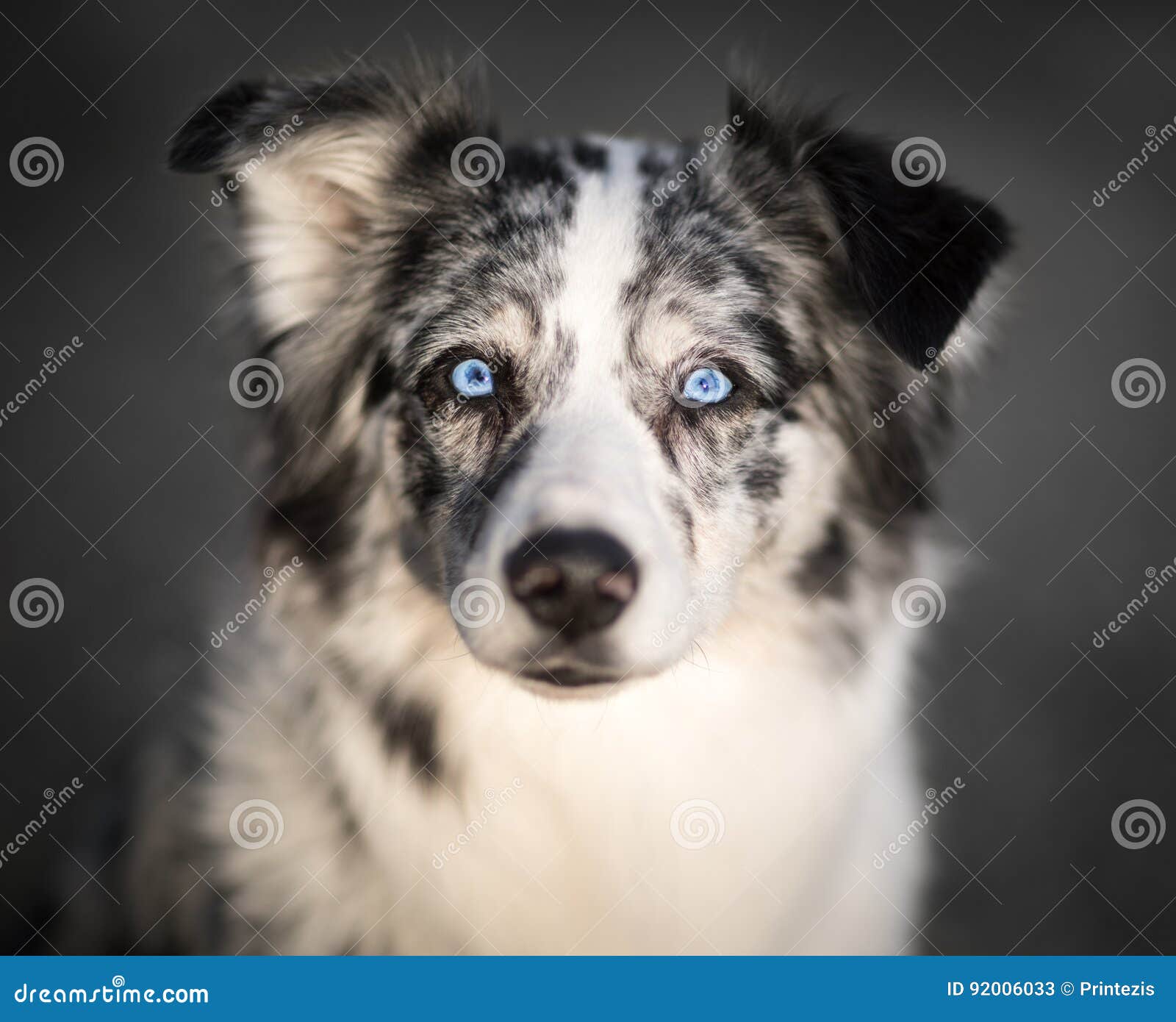 Border Collie Blue Eyes