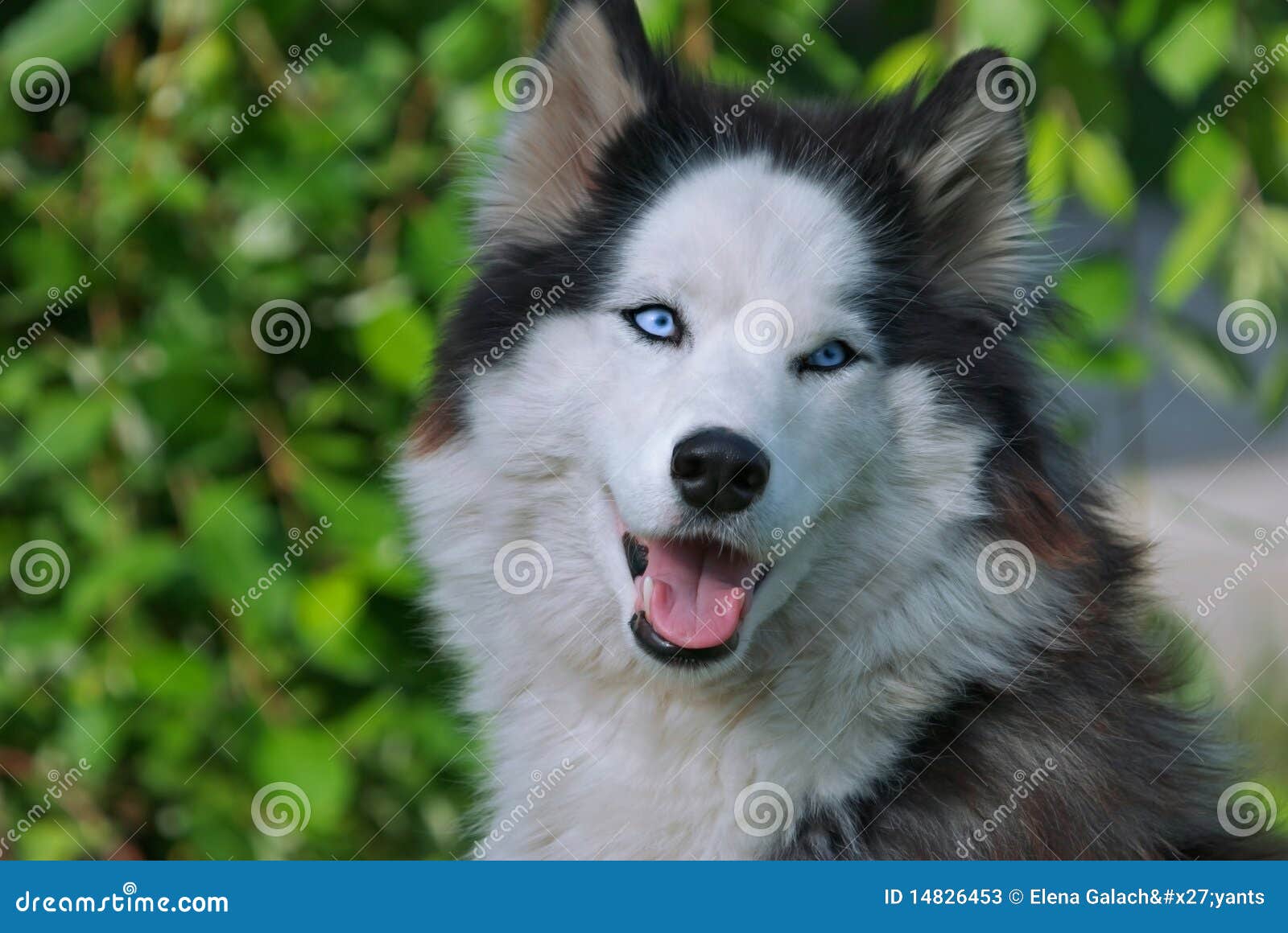 blue and green eyed husky