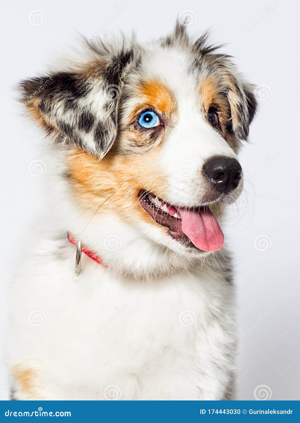 Blue Eyed Merle Puppy Australian Shepherd Dog Stock Photo Image Of White Canine 174443030