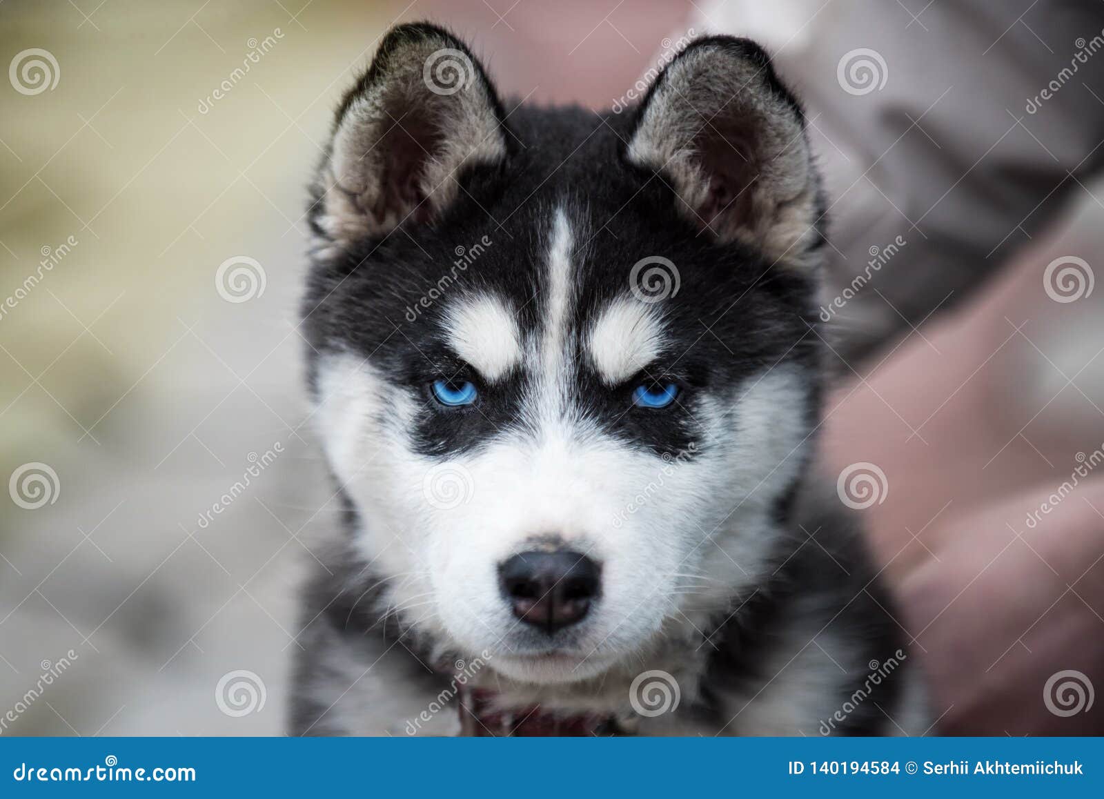 husky puppies with blue eyes