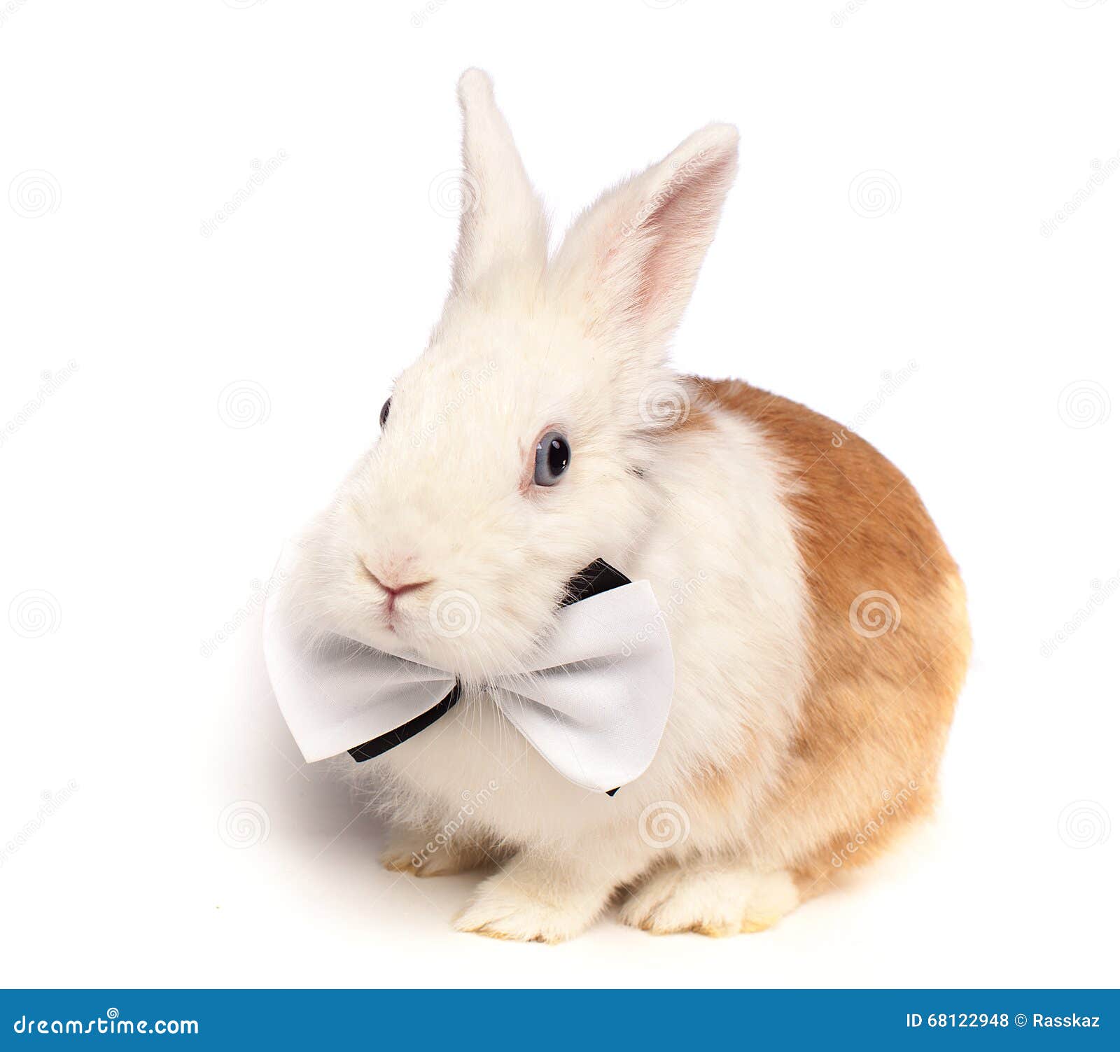 Blueeyed White Fluffy Rabbit with a Bowtie Stock Photo Image of