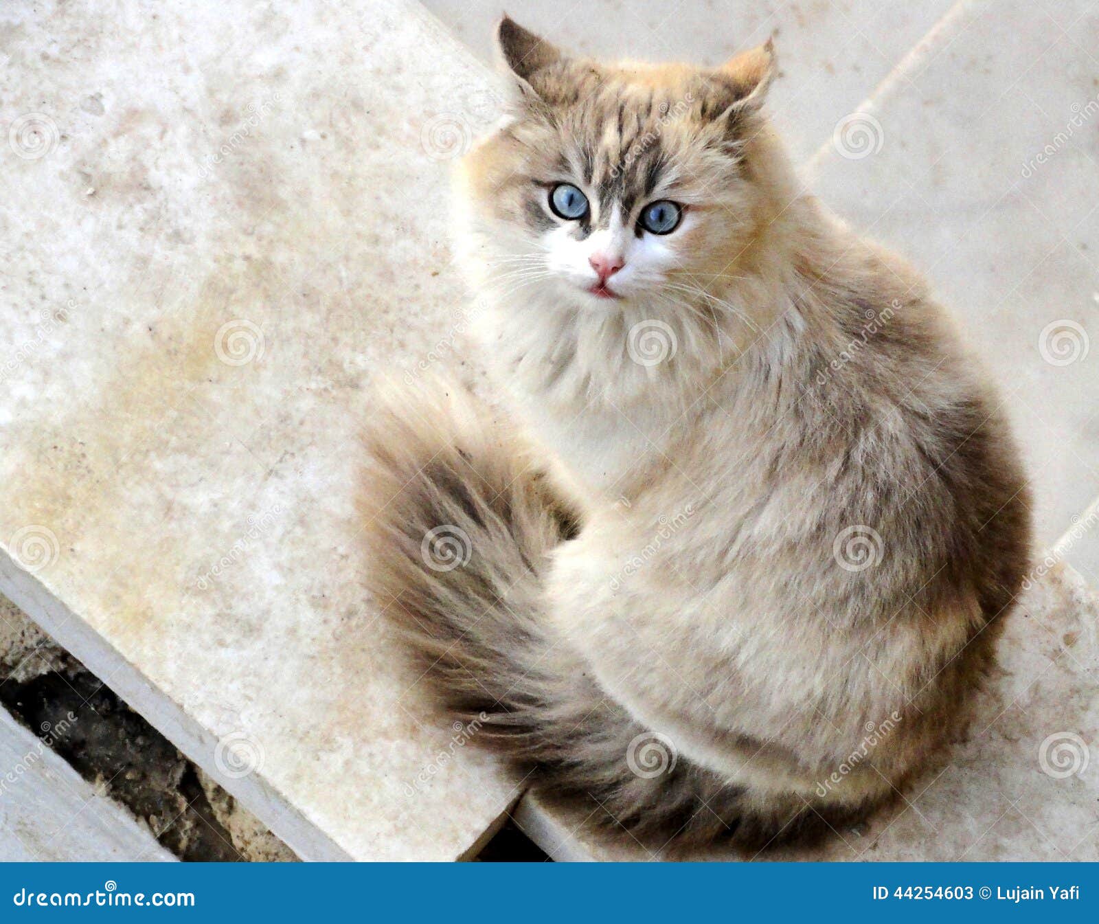 Blue eyes cat editorial stock photo. Image of eyes, beauty - 44254603