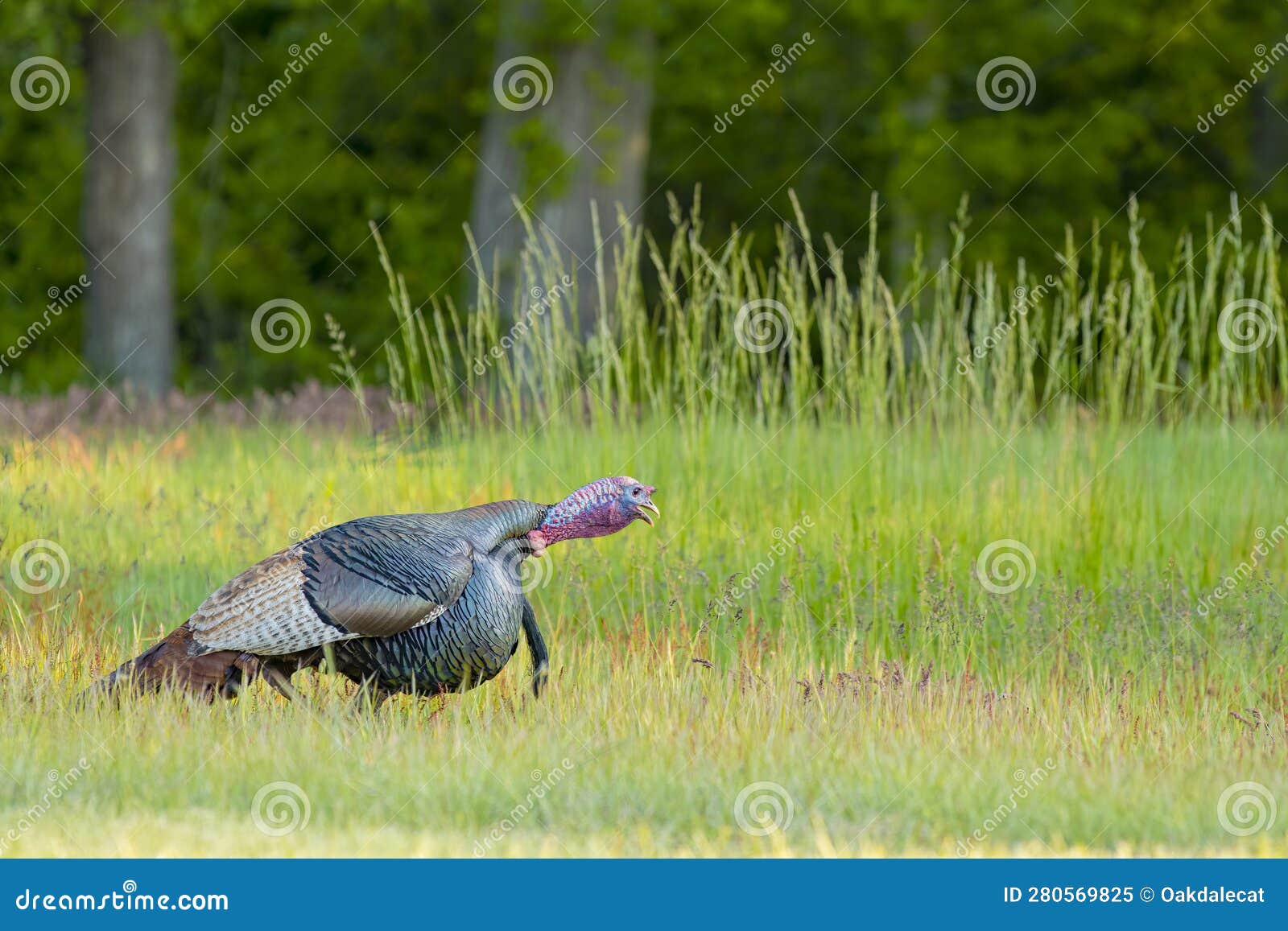 wild male turkey gobbling