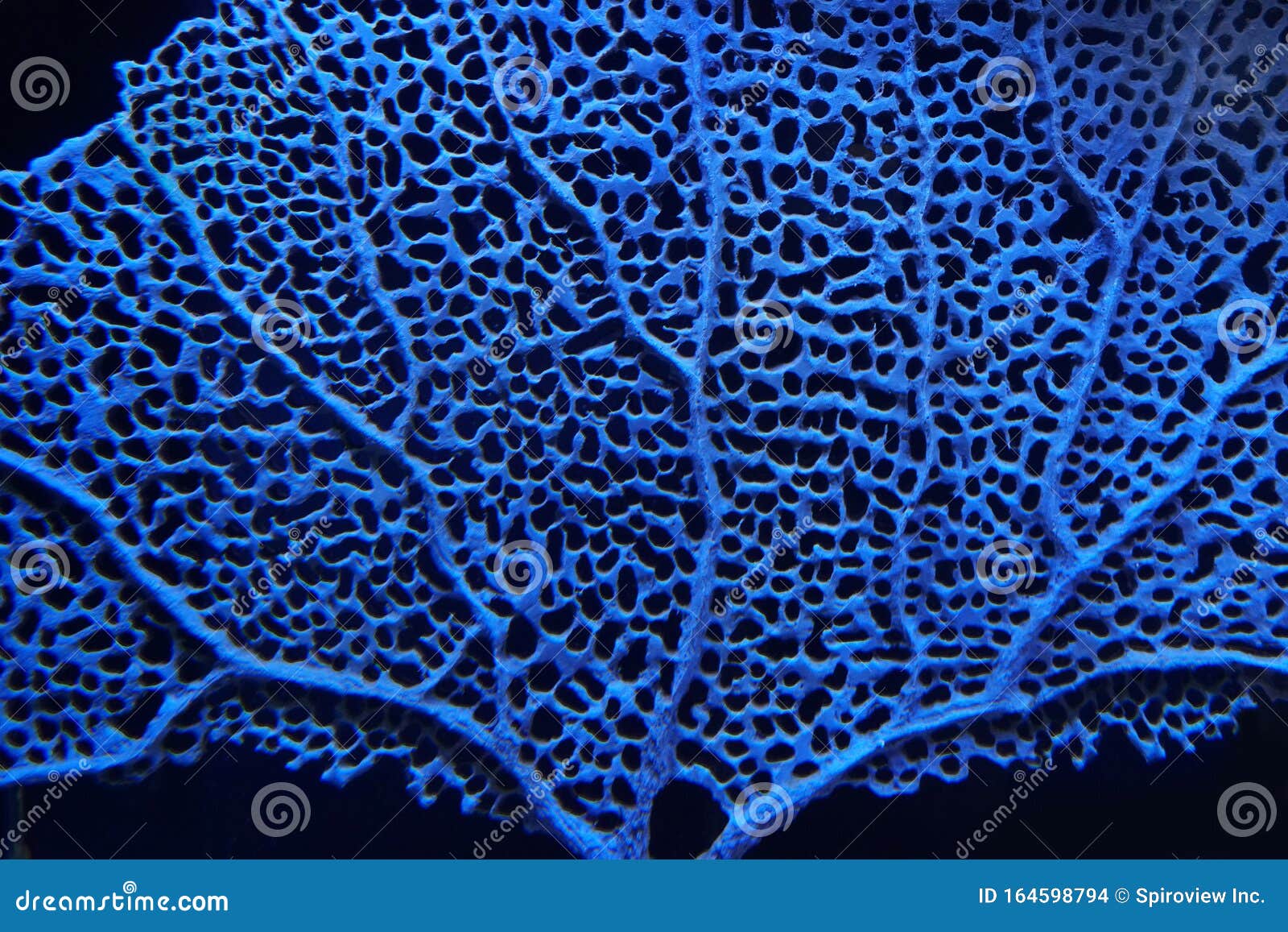 Blue fan shaped coral stock photo. Image of tropical 164598794