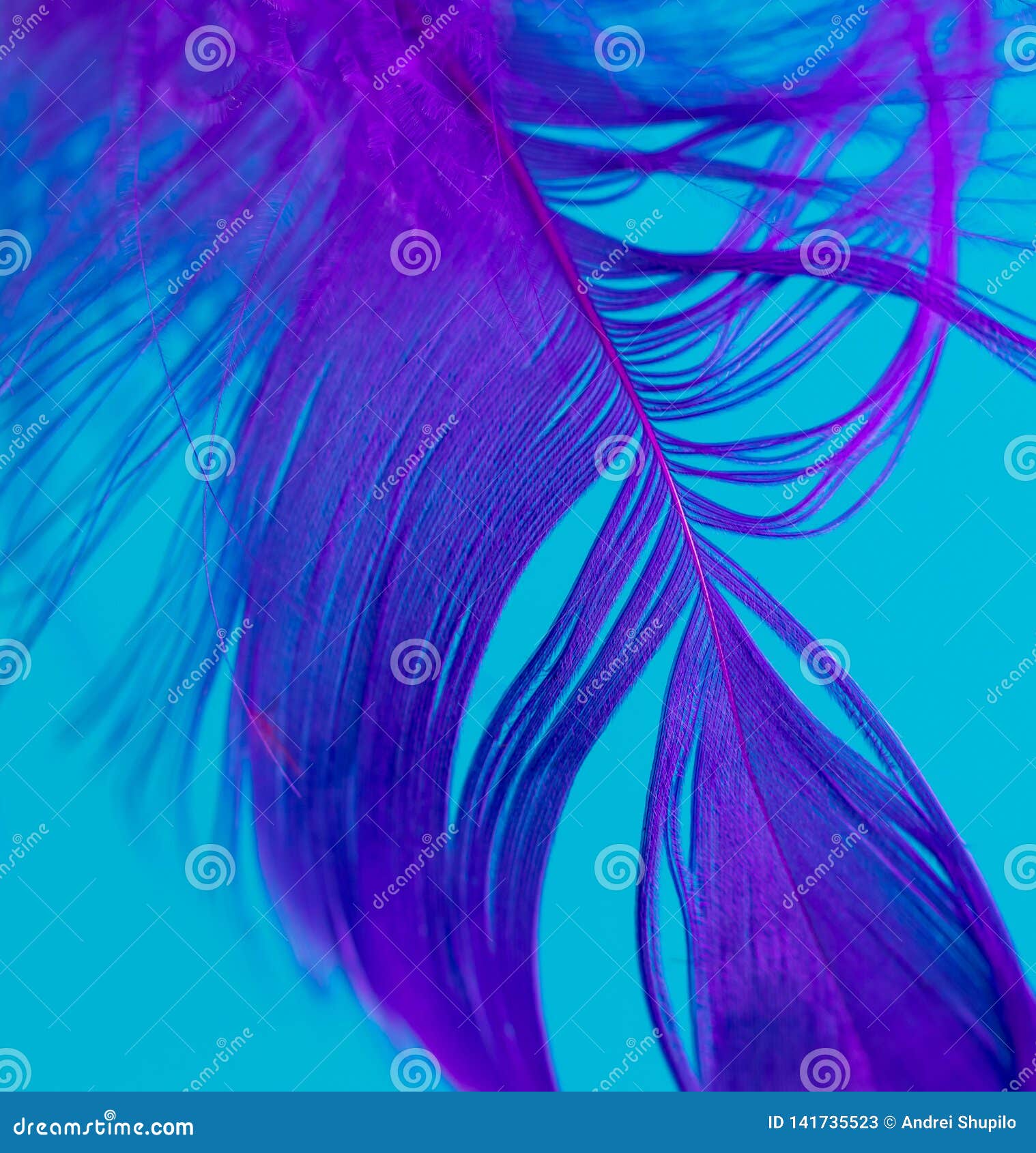 Blue Feather on Blue Background Stock Image Image of bird, elegant 141735523