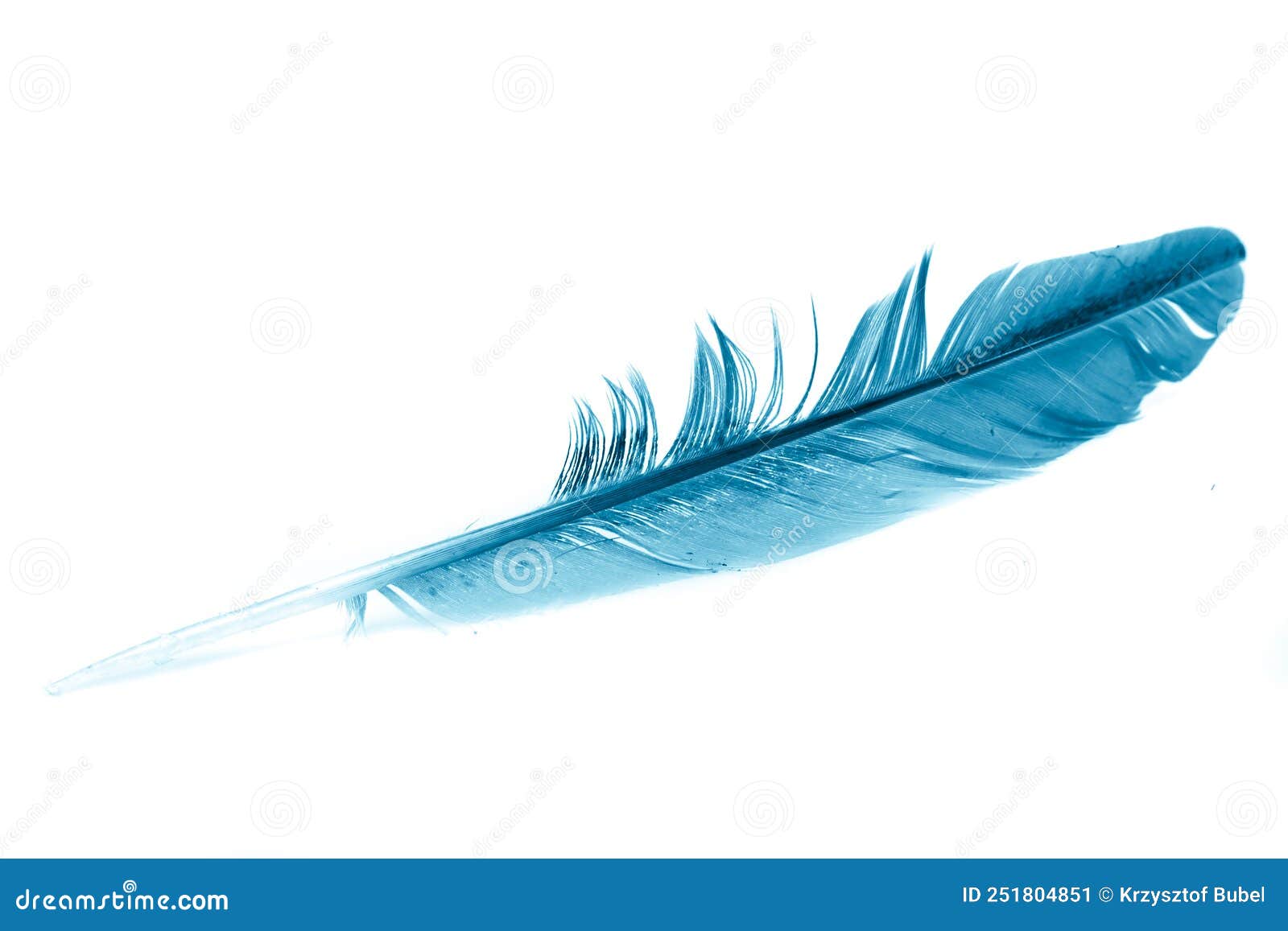 A Blue Feather on a White Isolated Background Stock Image Image of