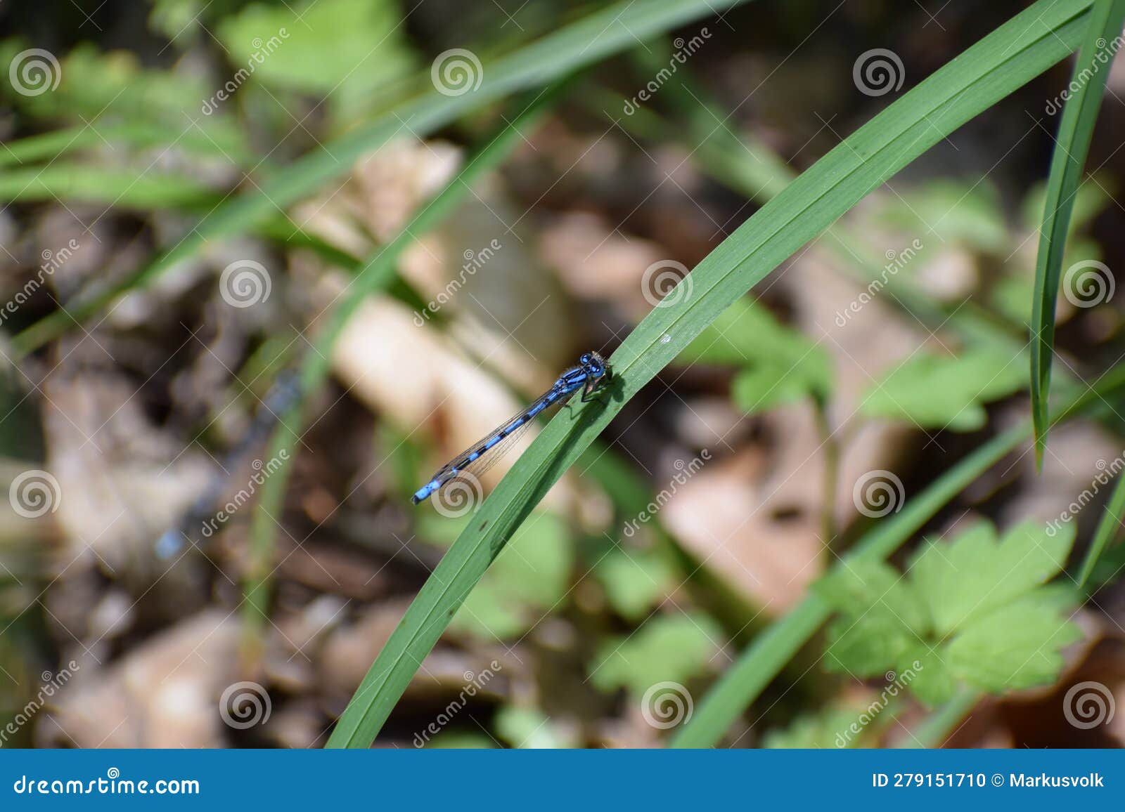 blue featherleg damselfly on grass, a second one blurred in background
