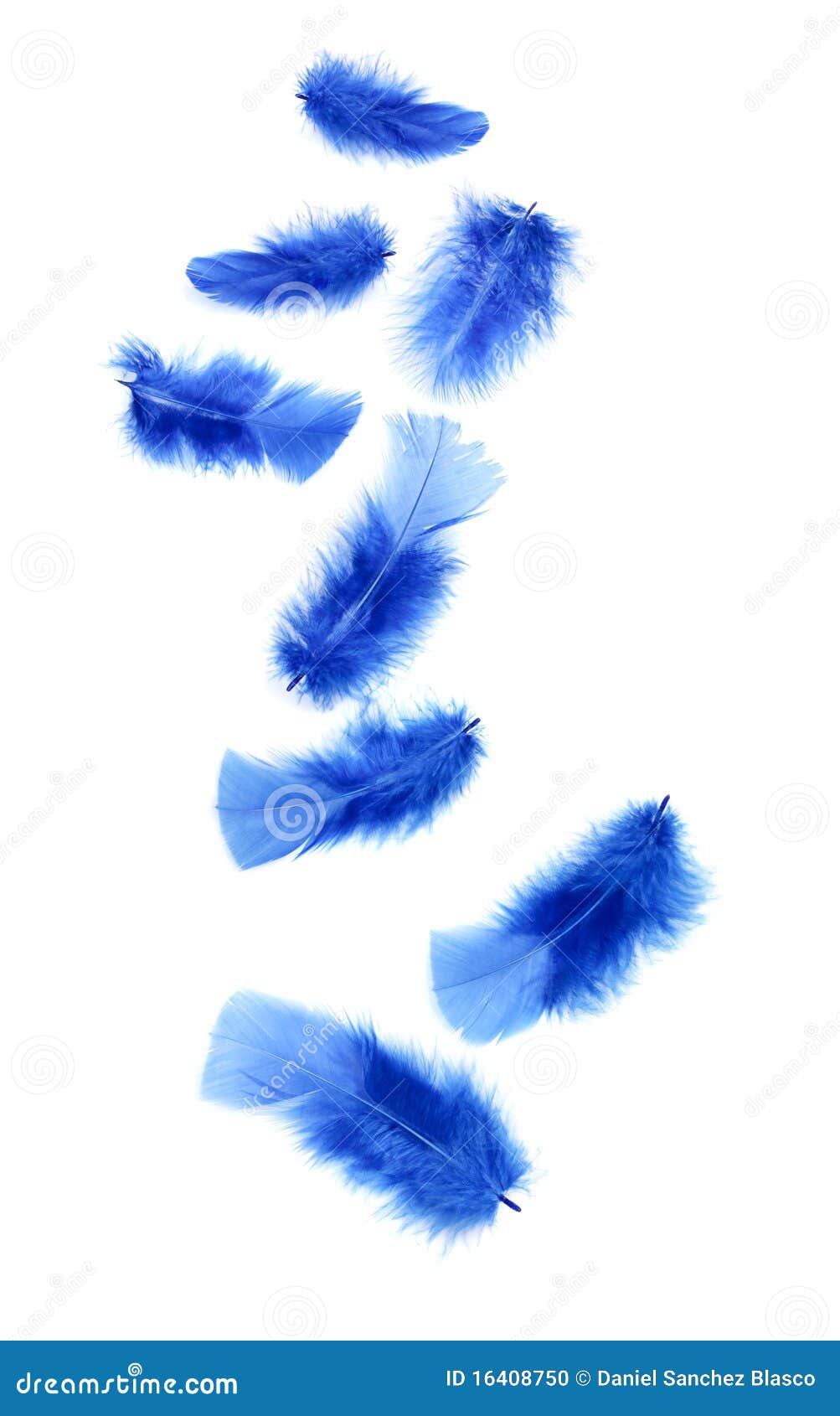 blue feathers