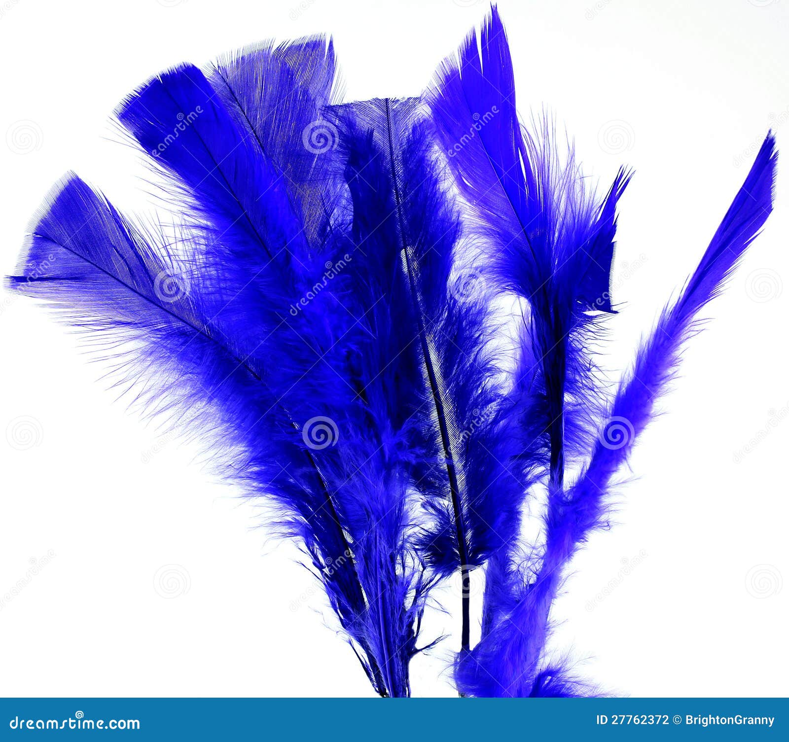 Blue feathers stock photo. Image of white, decoration 27762372
