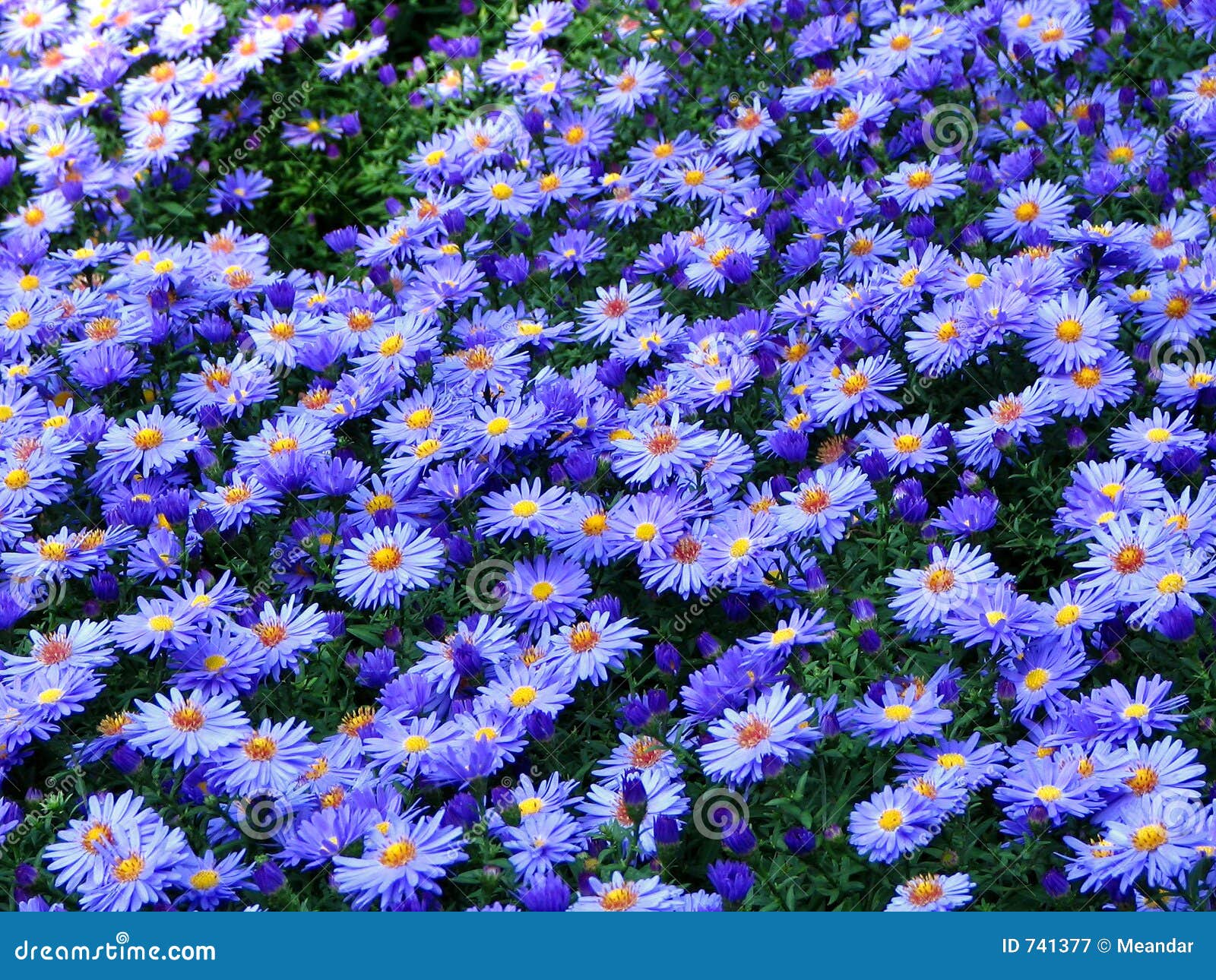 Blue field stock image. Image of blue, decoration, macro - 741377
