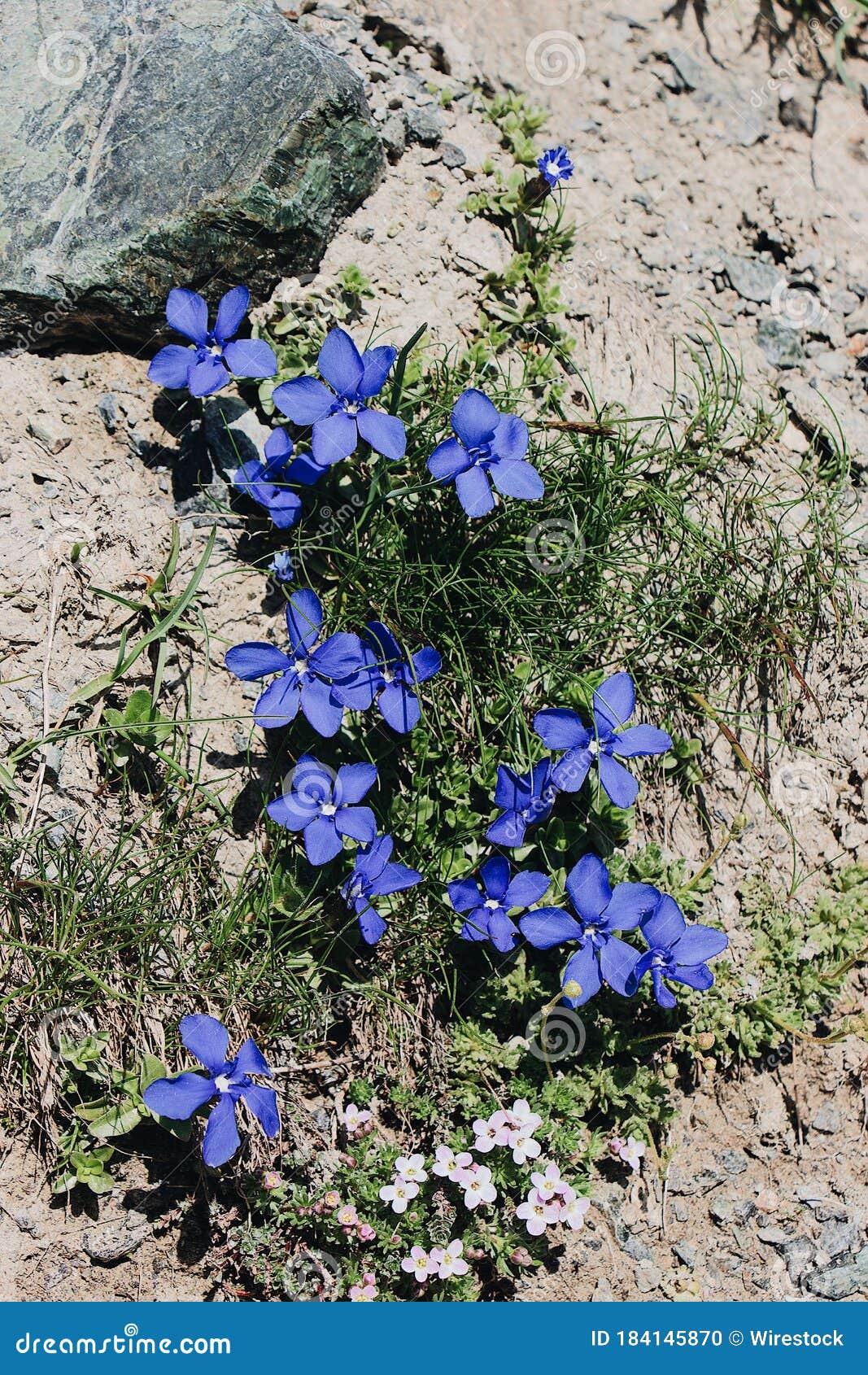 Blue Field Flowers on the Rocky Dried Ground Stock Photo Image of
