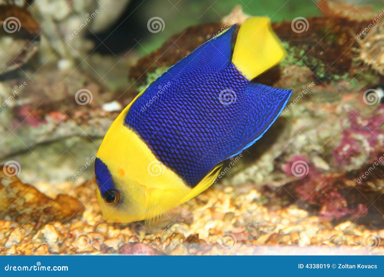 Blue fish stock image. Image of tropical, marine, blue - 4338019