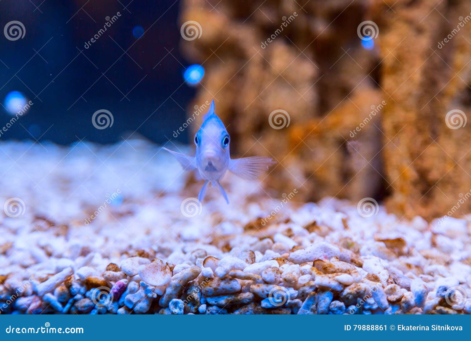 Blue fish in aquarium stock image. Image of freshwater - 79888861