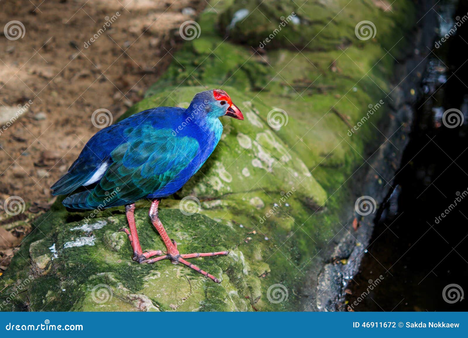Blue fisheating birds stock photo. Image of wild, common 46911672