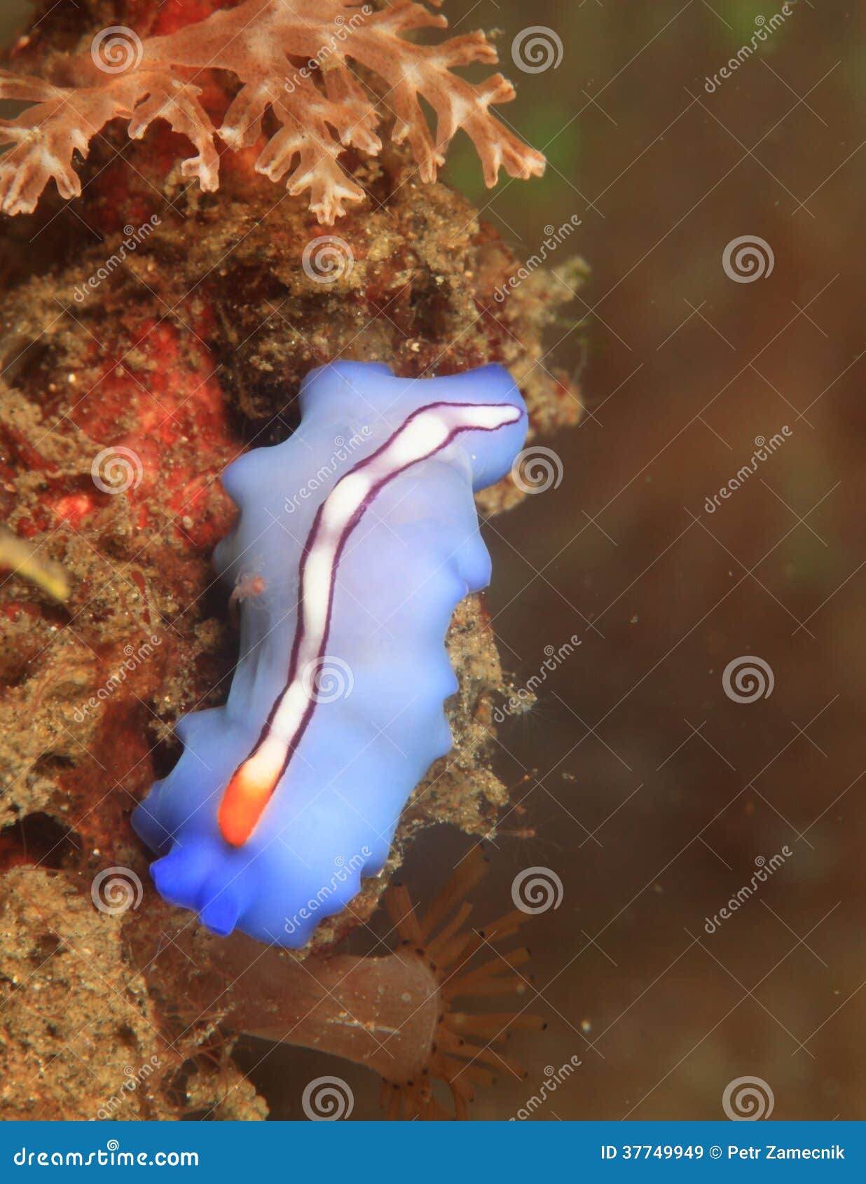what is a flat worm what is a flat worm