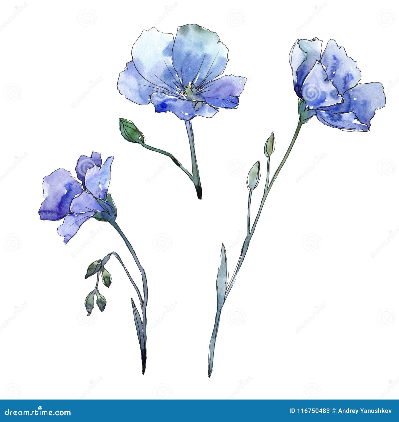 Blue Flax. Floral Botanical Flower. Wild Spring Leaf Wildflower ...