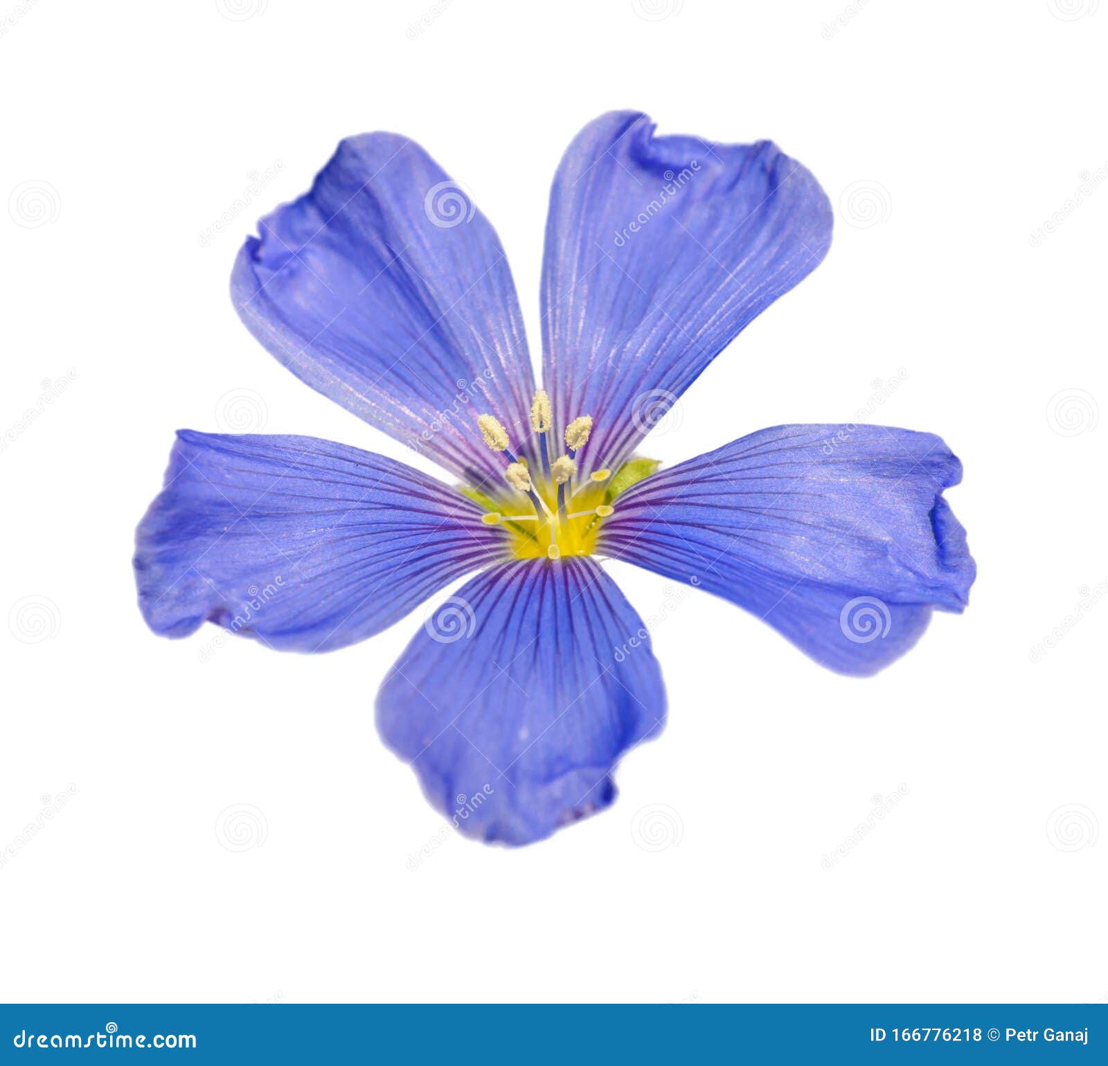Blue Flax Flower Closeup on White Background Stock Photo - Image of ...