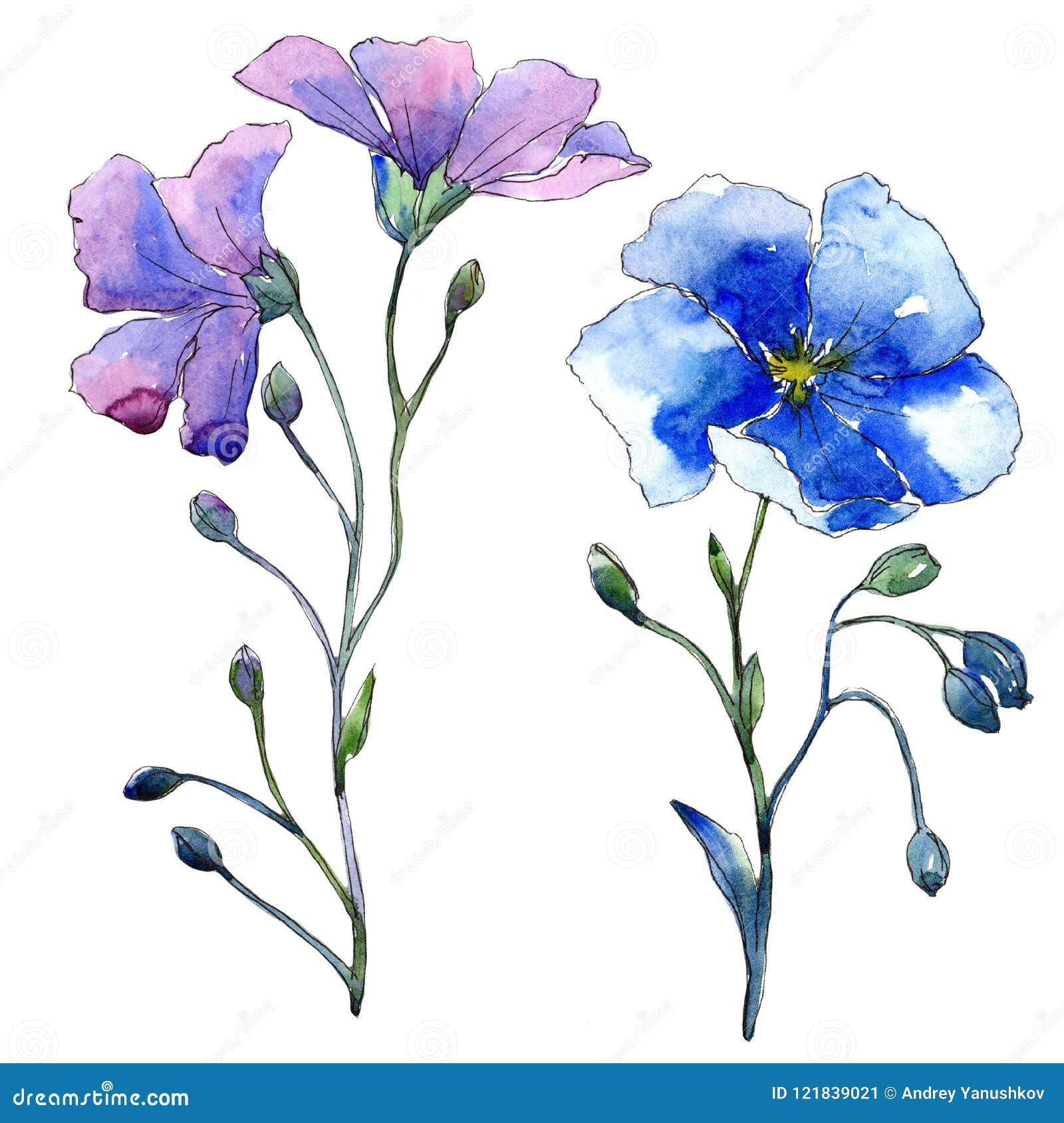 Blue Flax Flower. Floral Botanical Flower. Isolated Illustration ...