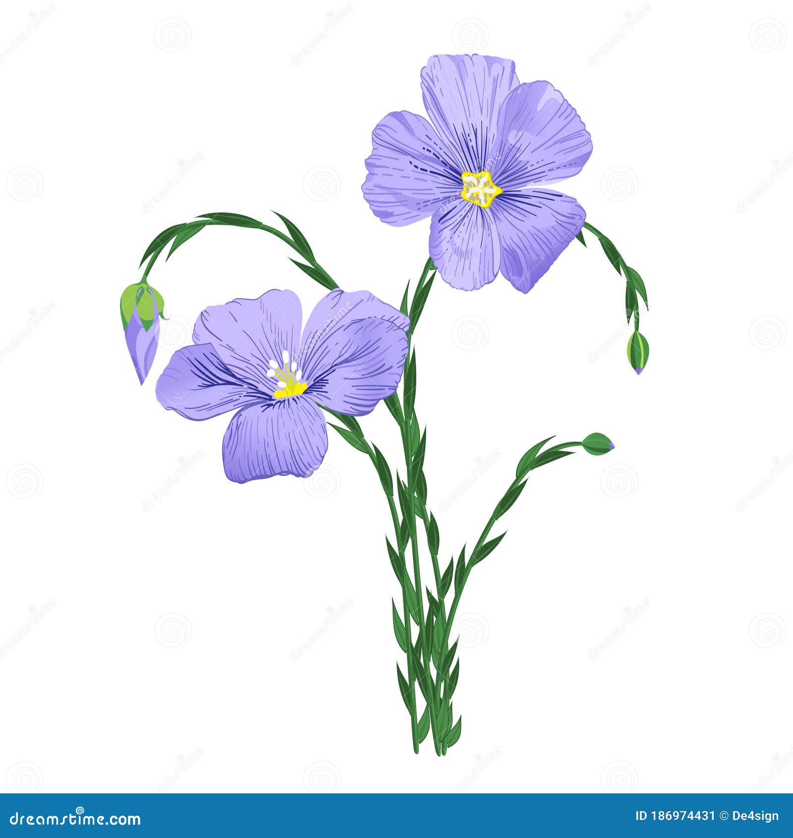 Blue Flax Flower on White. Linum Usitatissimum Stock Vector ...