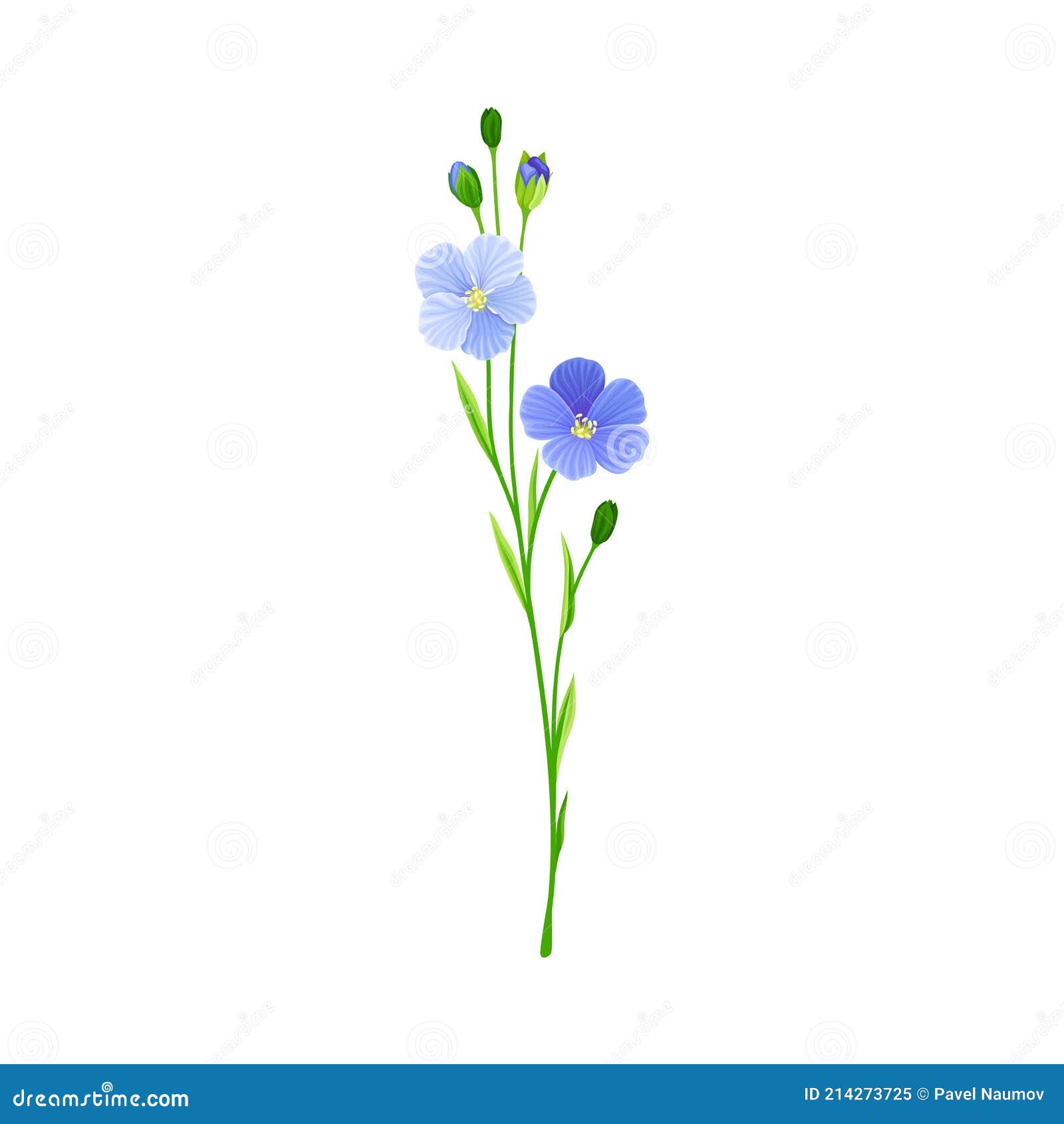 Blue Flax or Linseed Flowers with Five Petals As Cultivated Flowering ...
