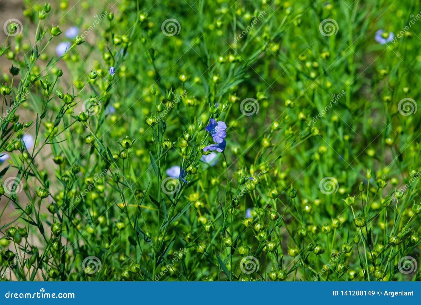 blue flax or linum usitatissimum flowers close-up with bokeh background, selective focus, shallow dof